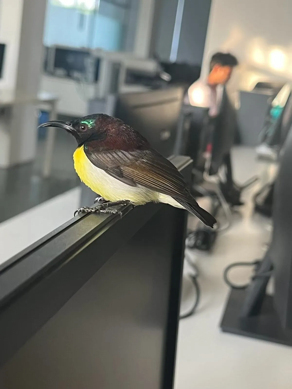 "Unexpected Visitor at the Desk"