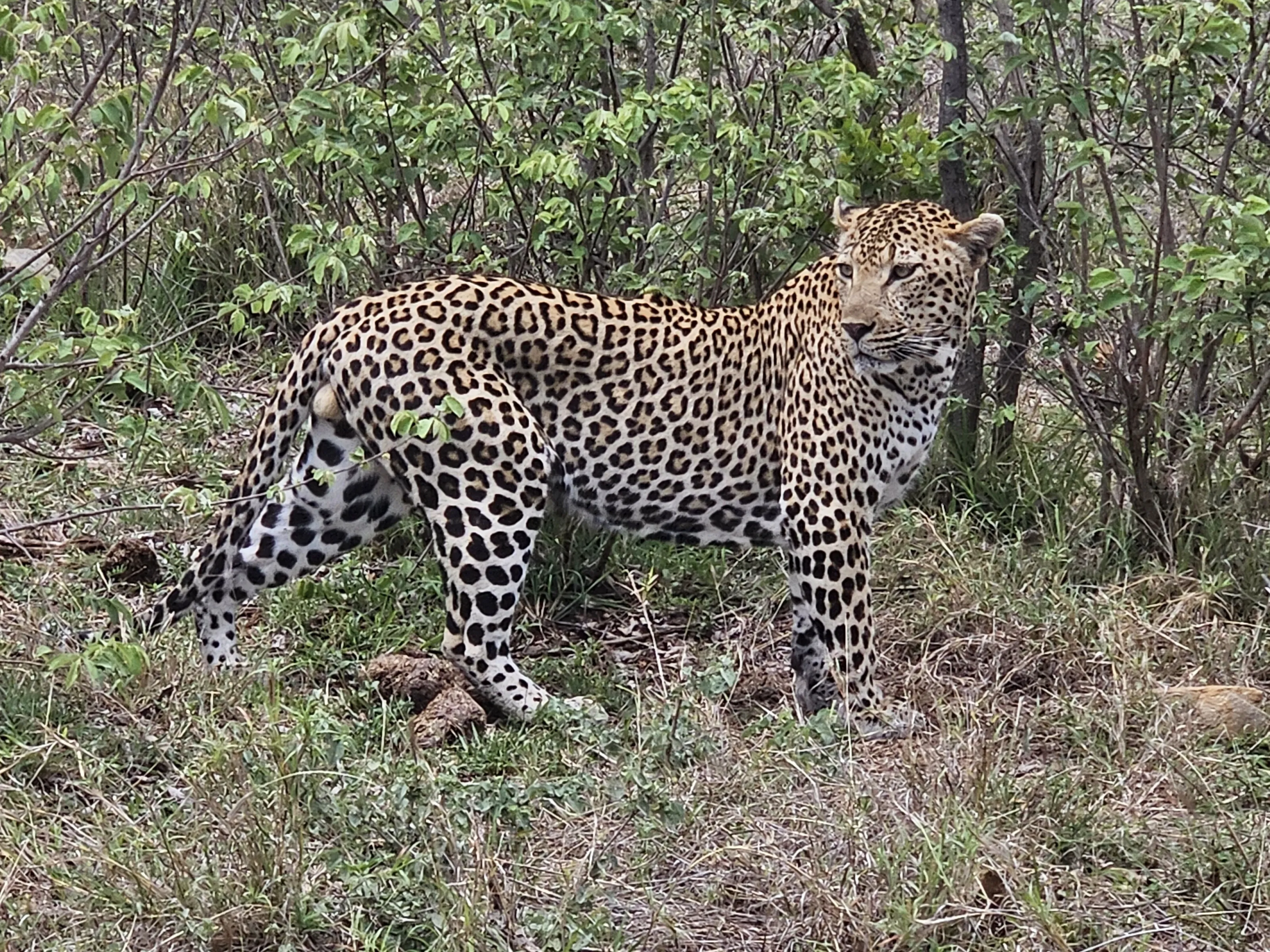 Malelane  Male Leopard