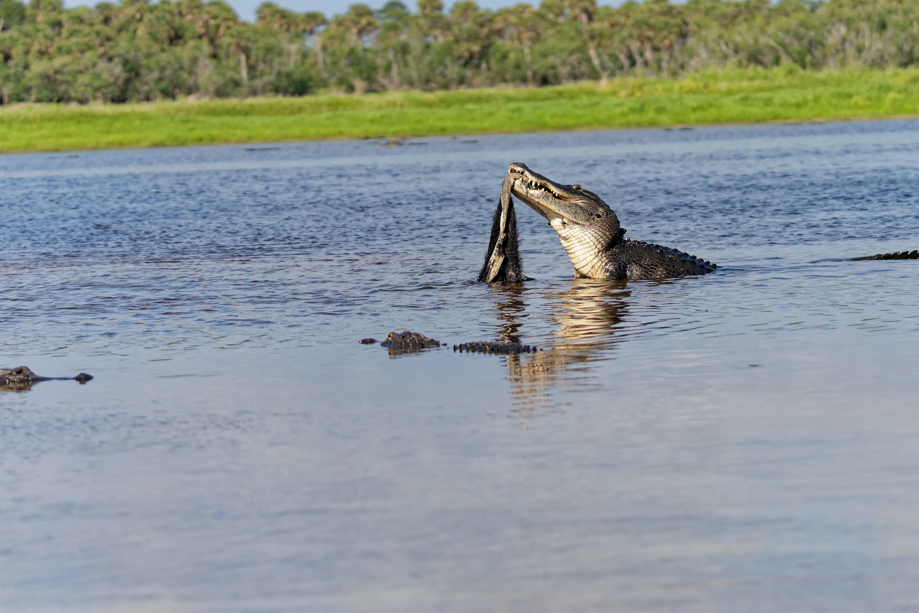 Gator about to death roll