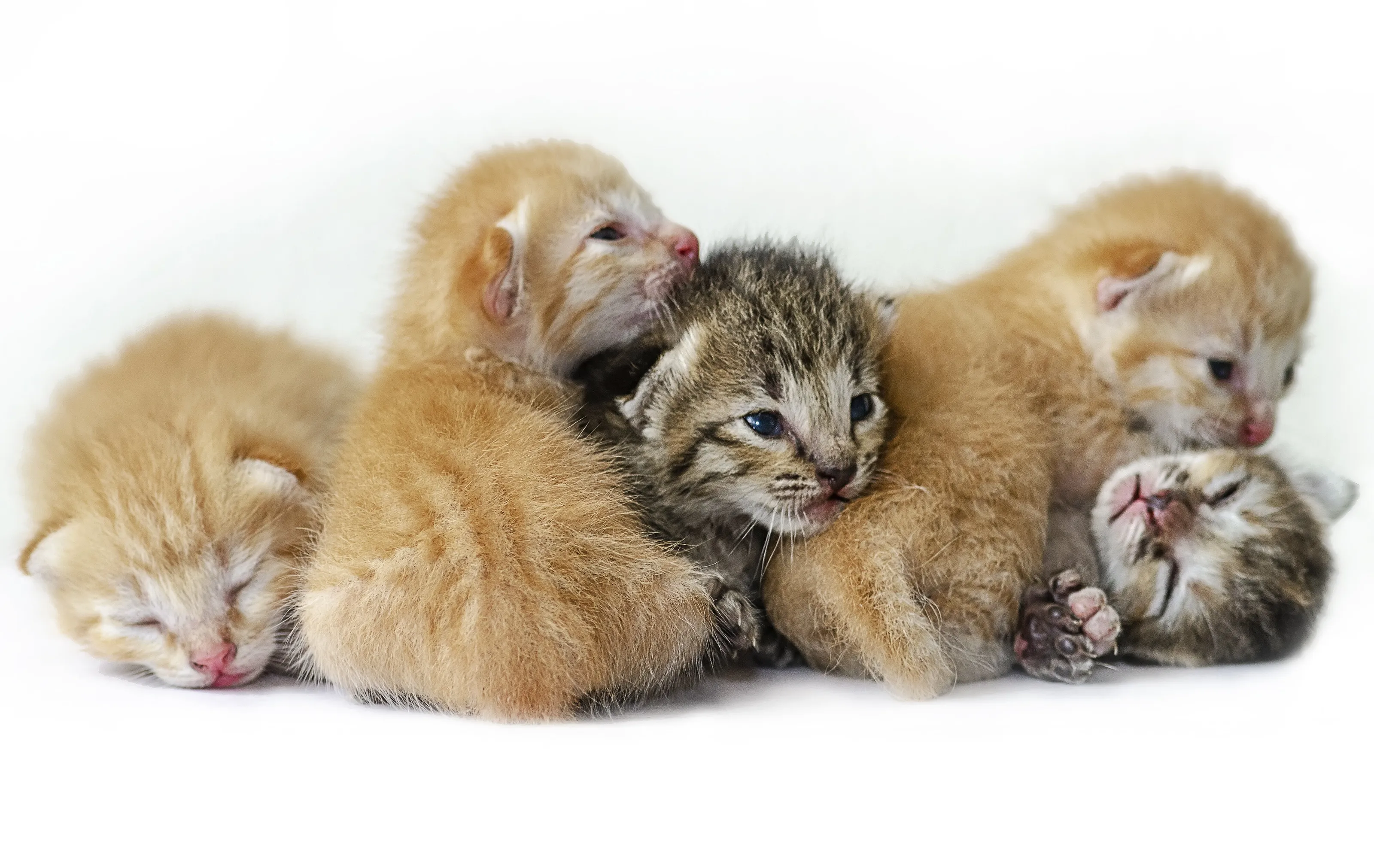 Kitten New Life