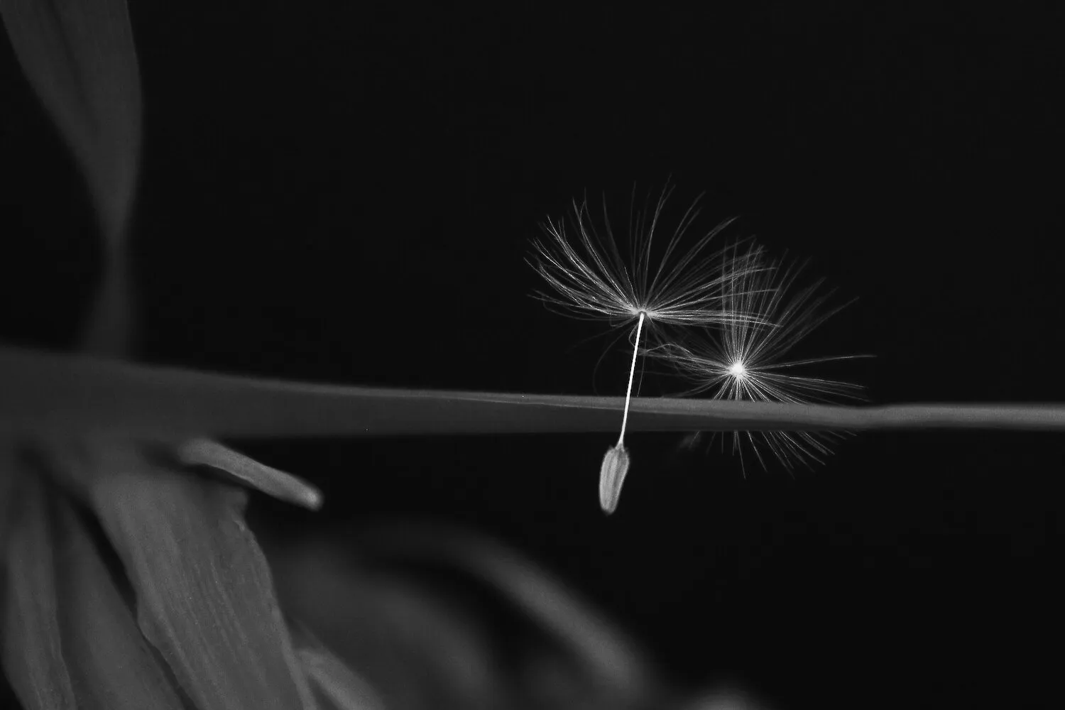 Left Behind Seeds