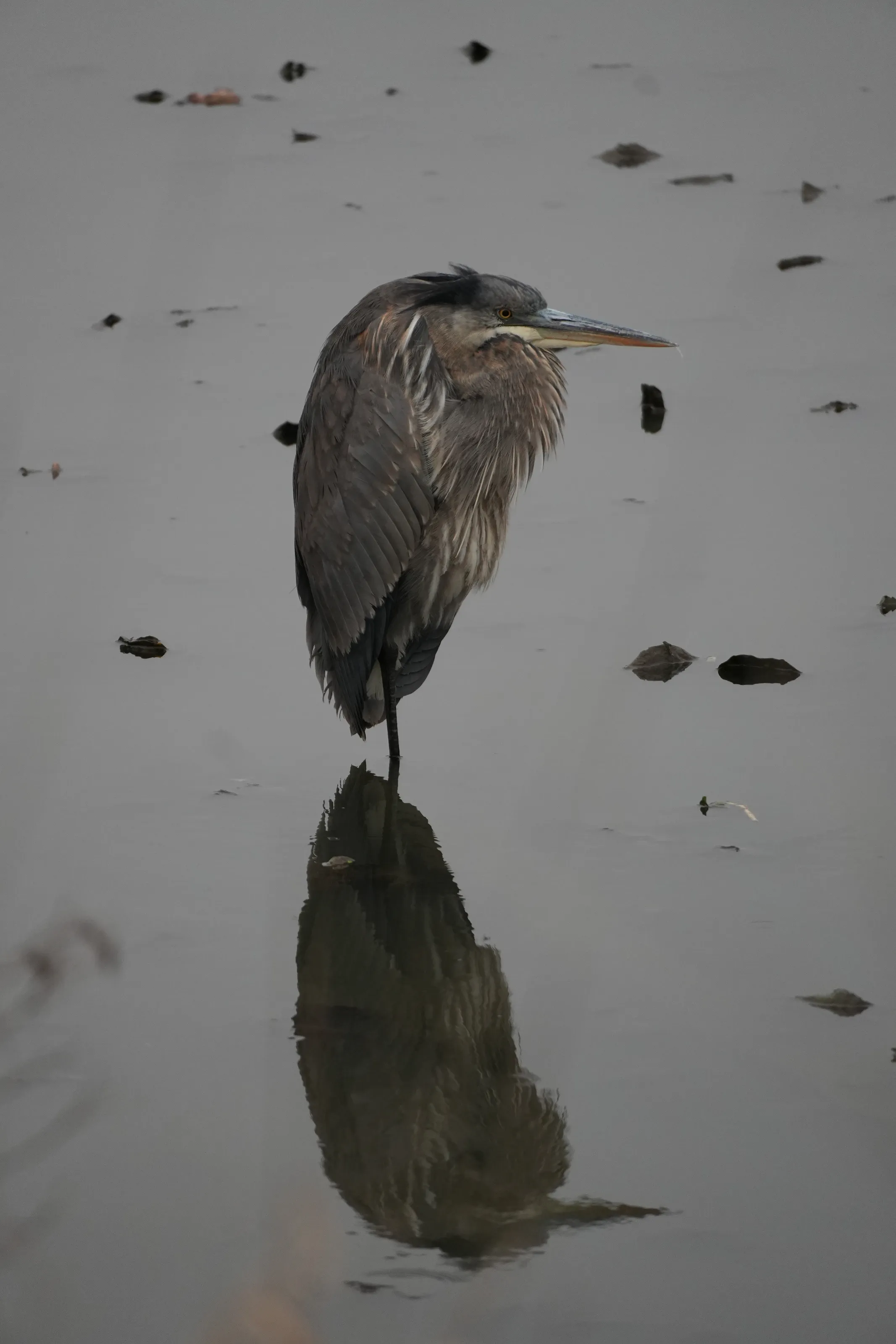 blue heron in chilly creek