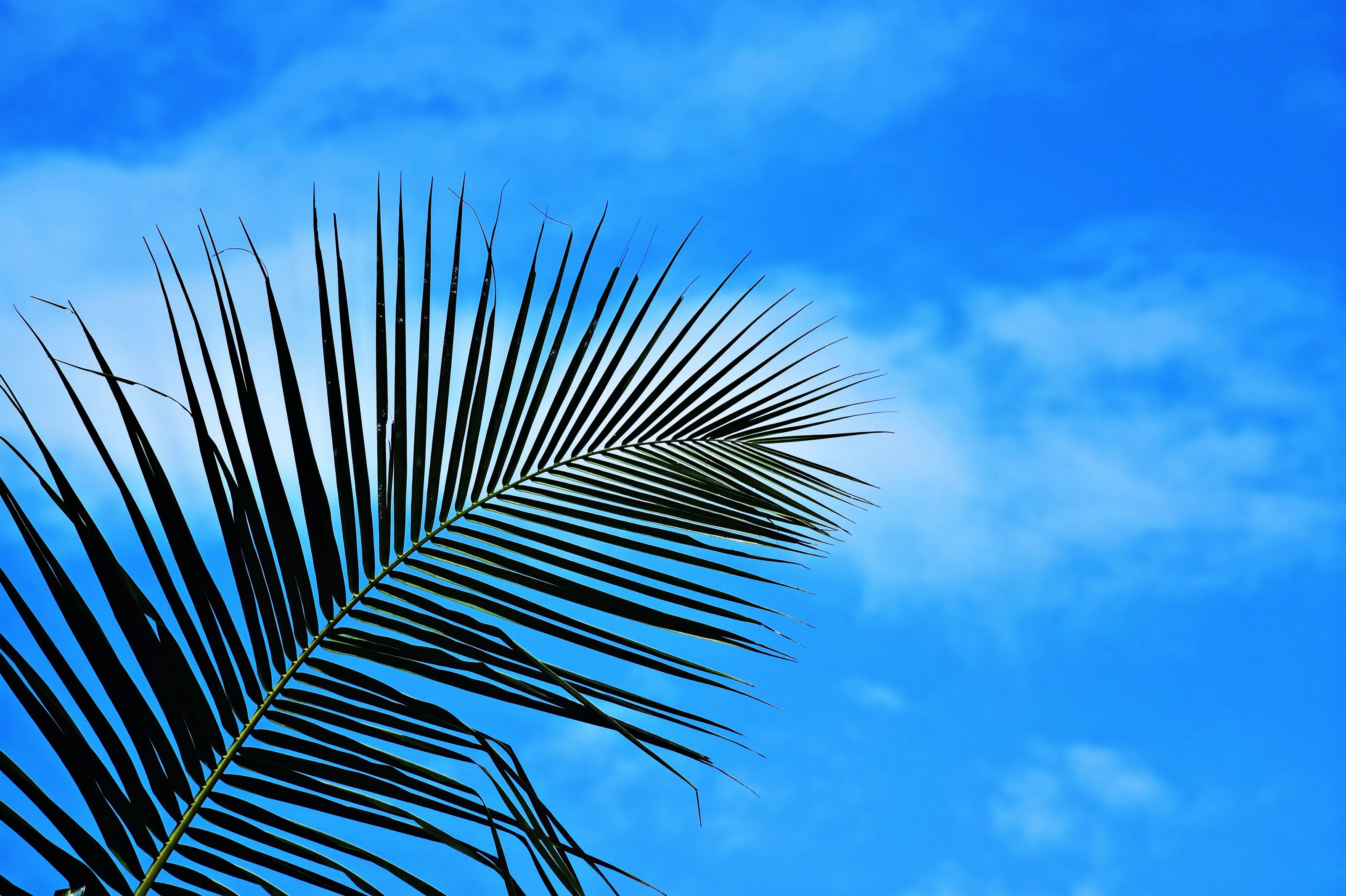 coconut leaf