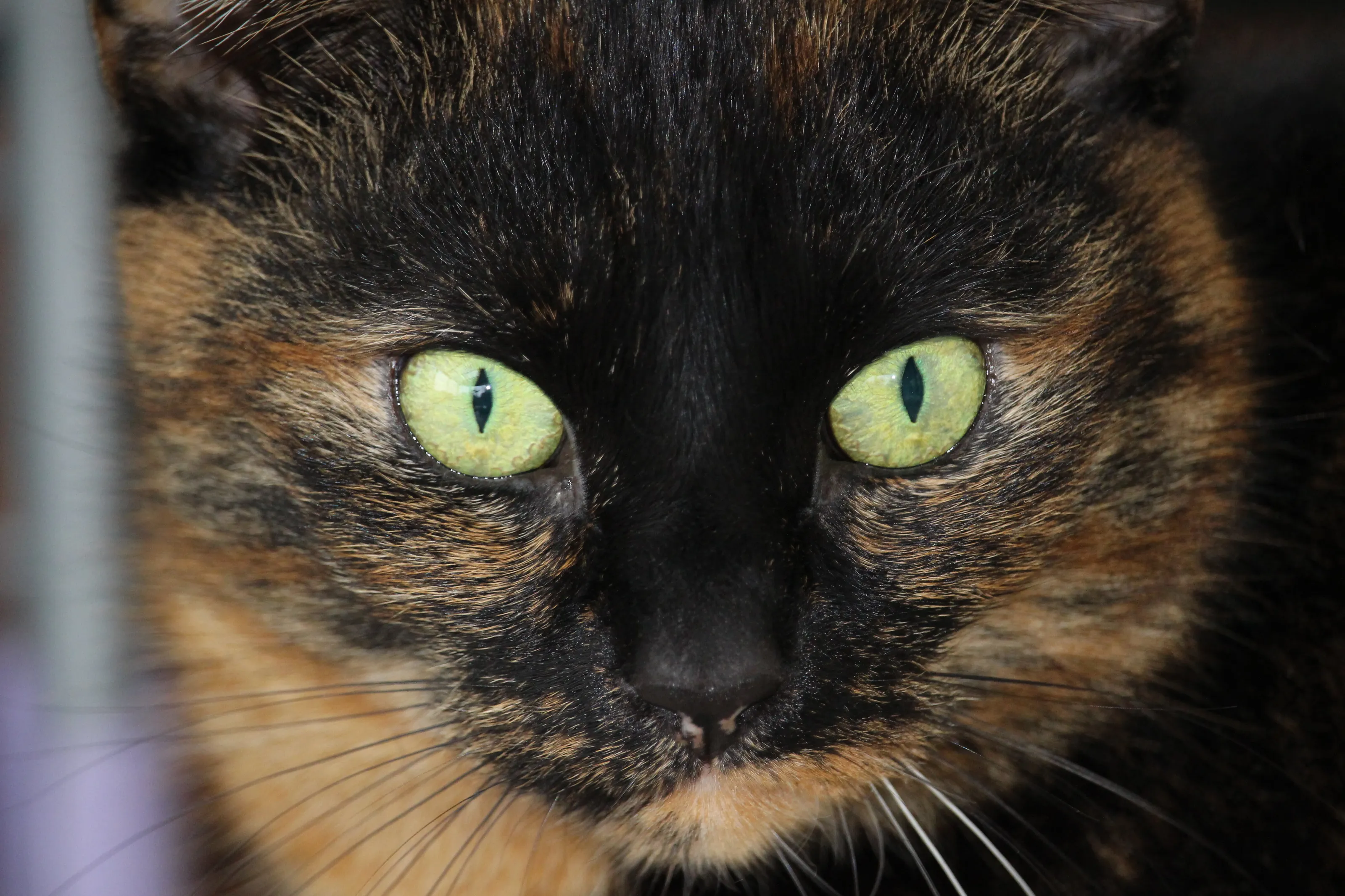“My furry friend”