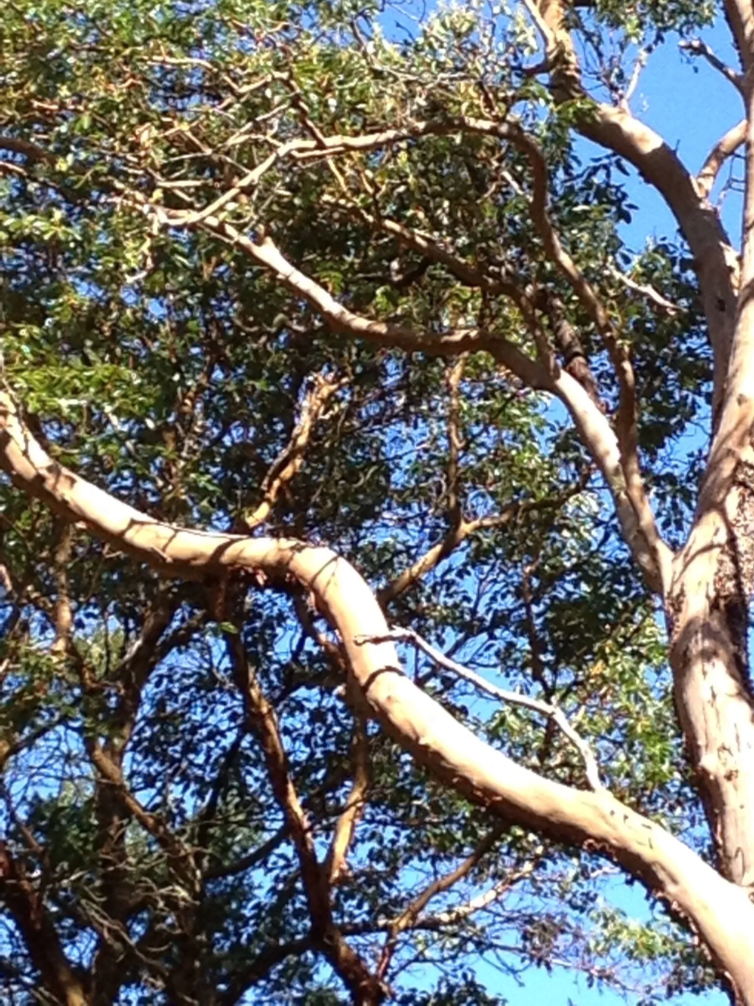 Madrona