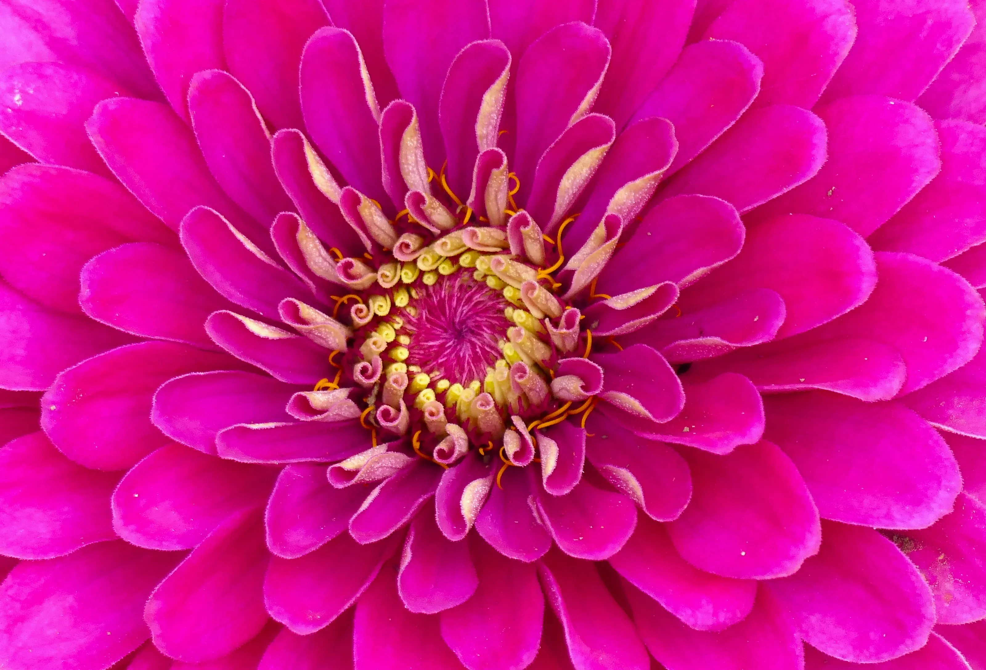 Pretty in pink