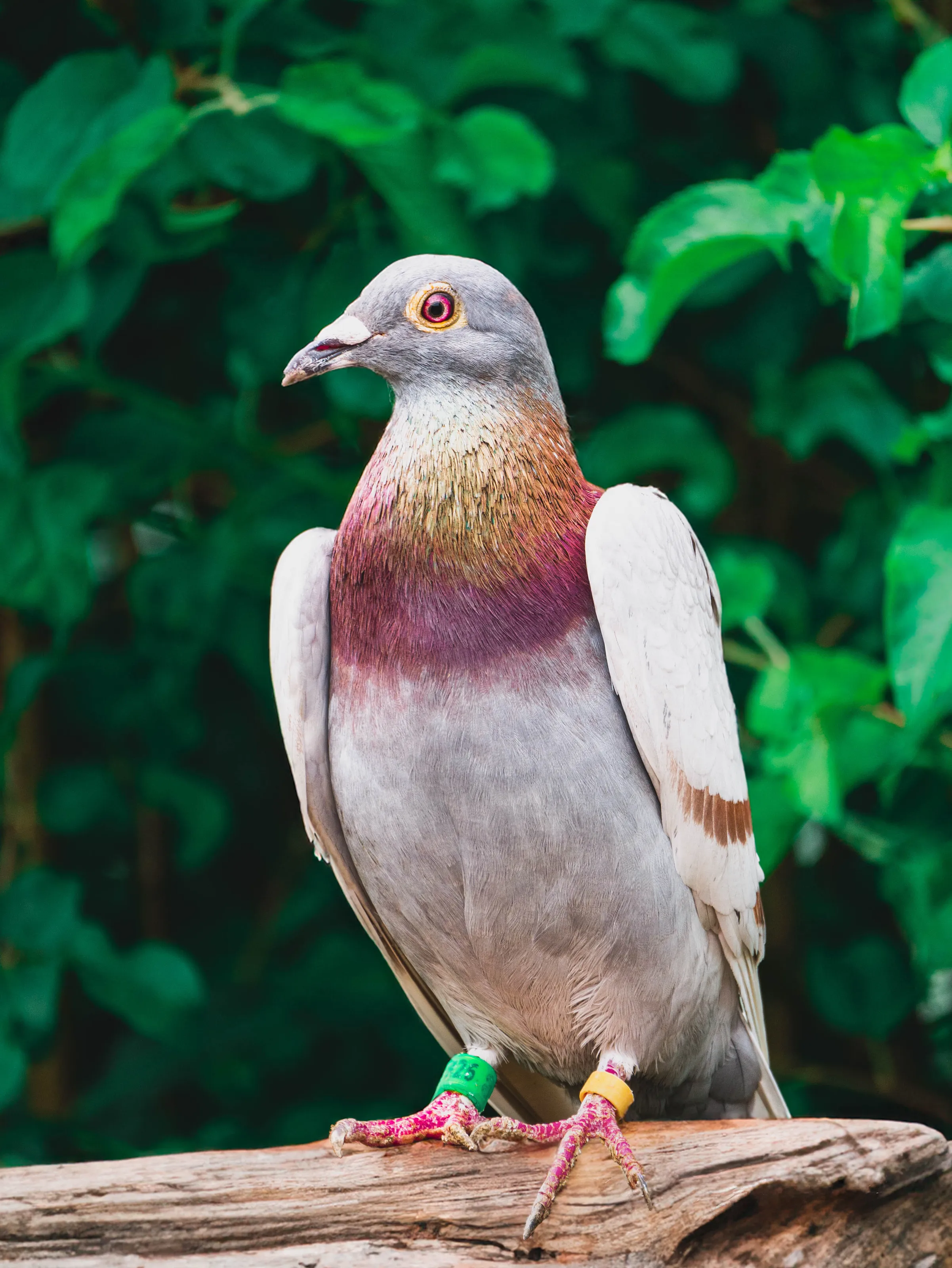 A Proud Pigeon in Nature's Embrace