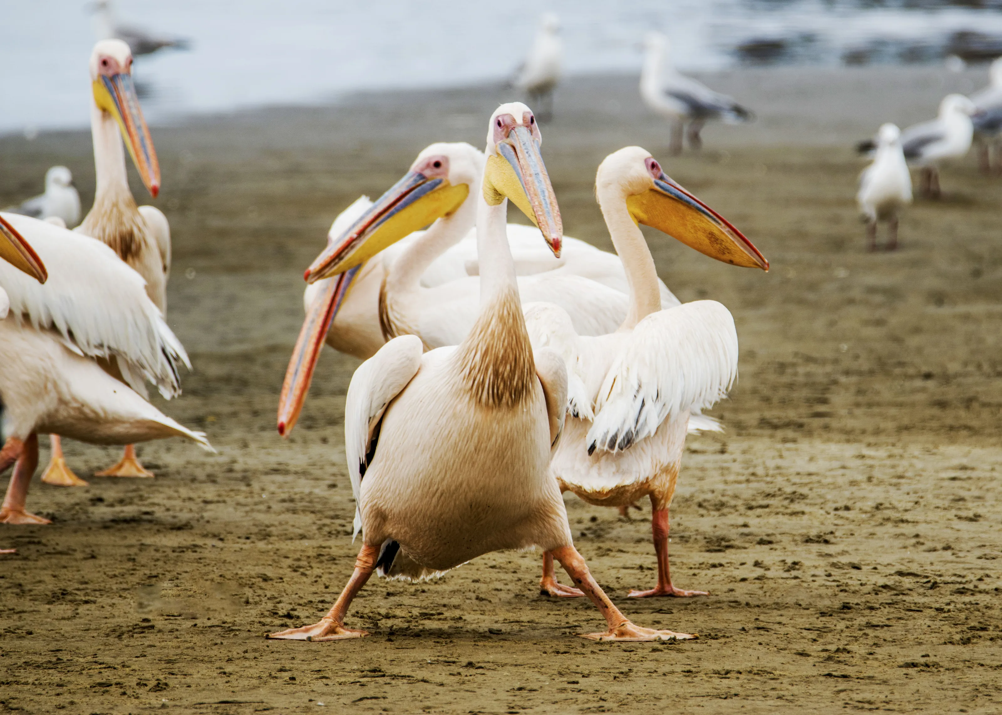 Pelican Pose