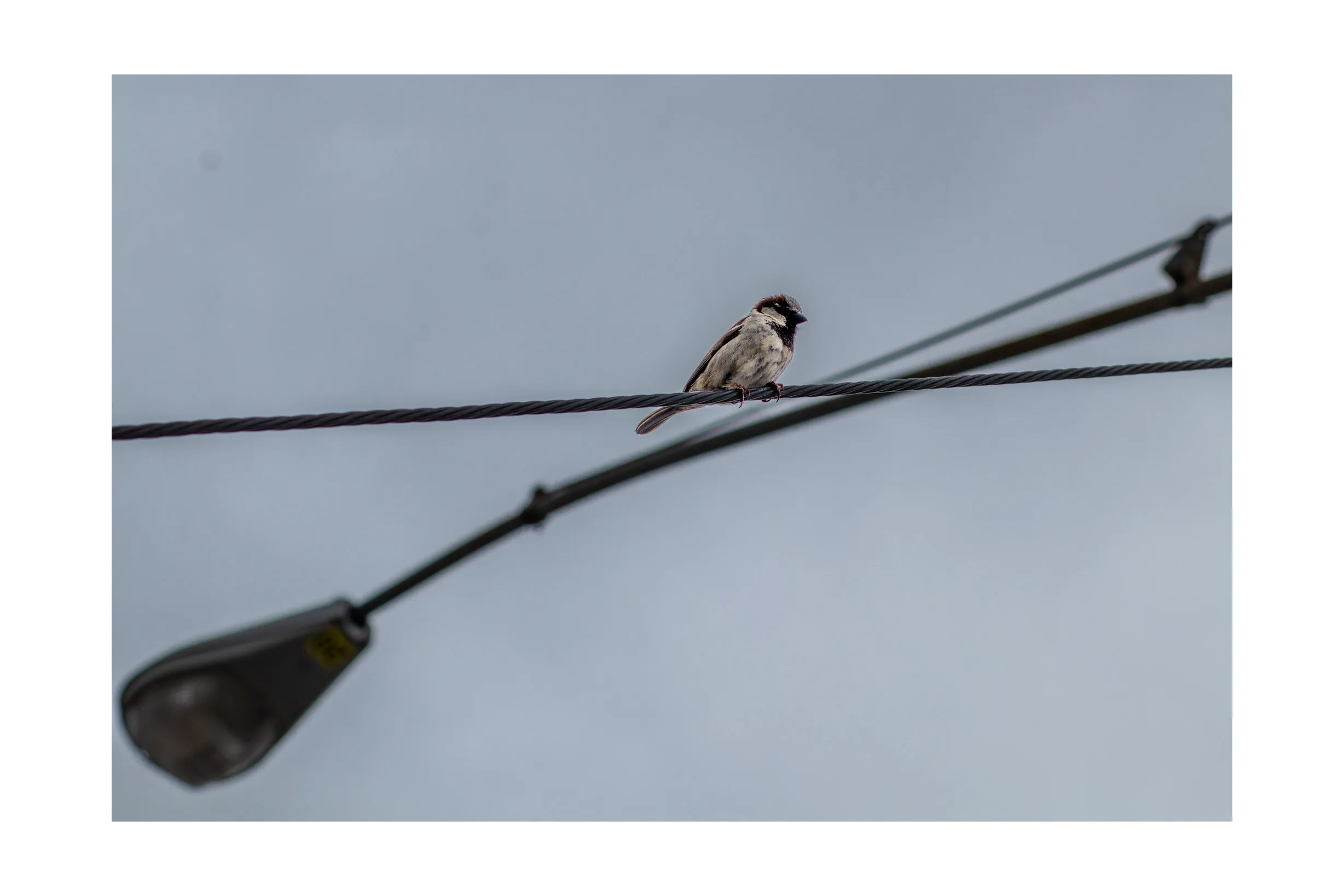 Sparrow of Dallas