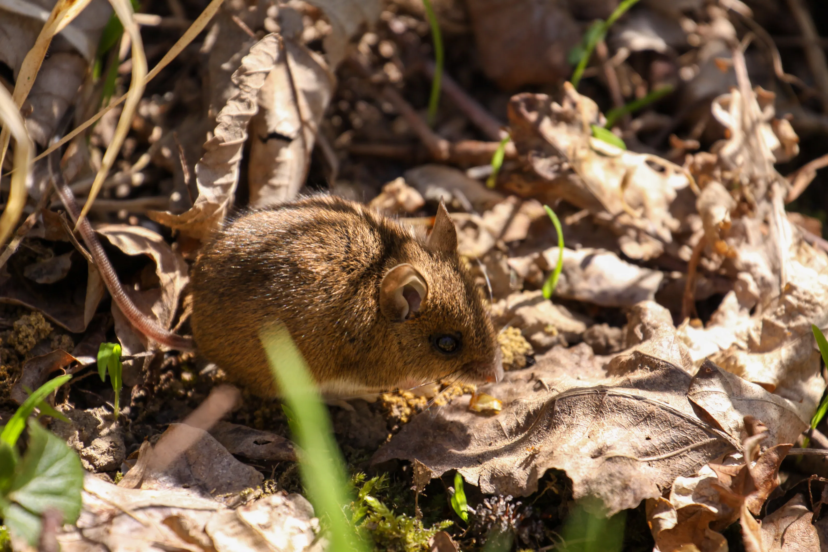 Whispers of the Forest: The Tiny Forager