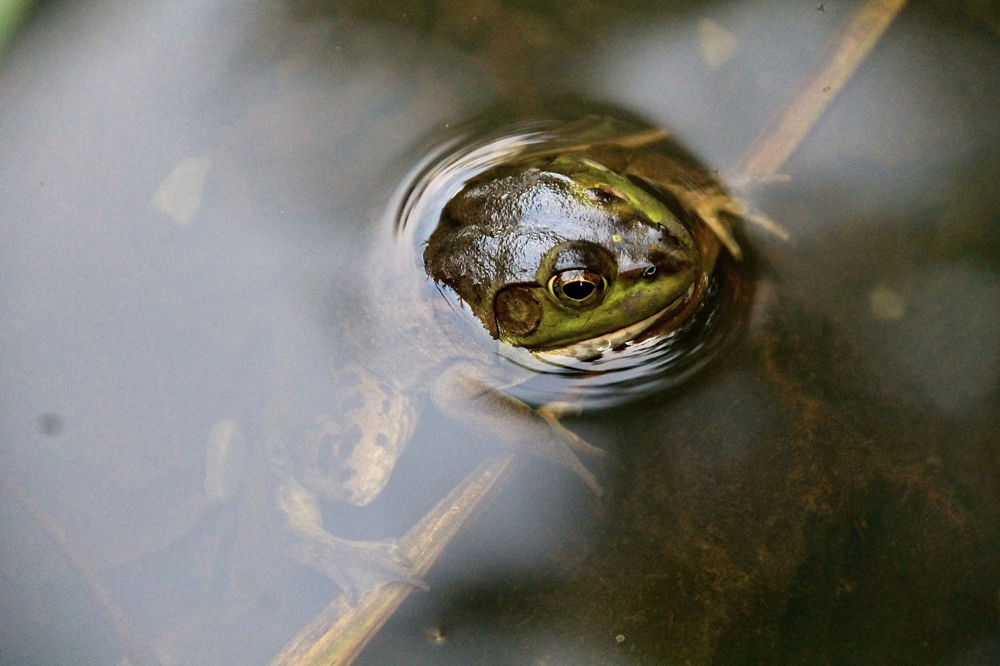 Ribbit