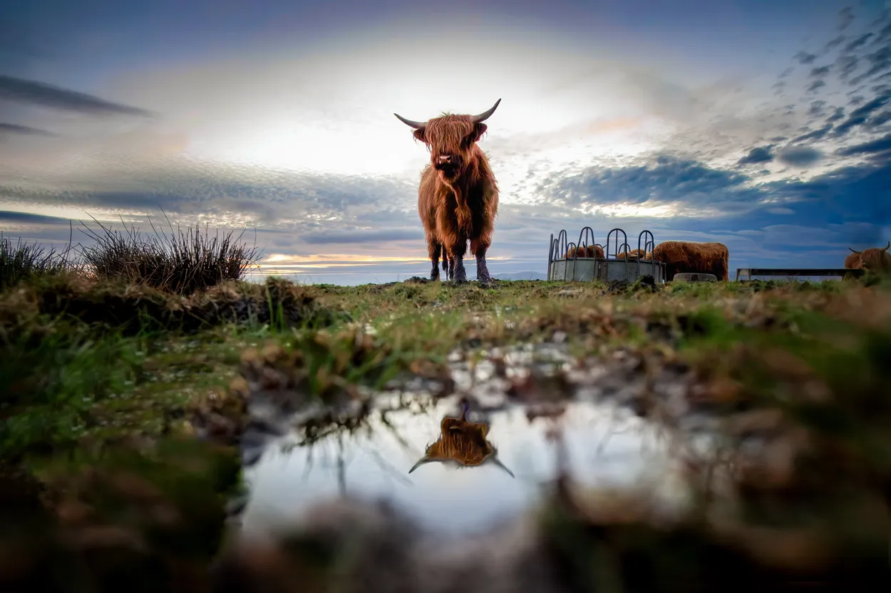 Highland cow in Scotland