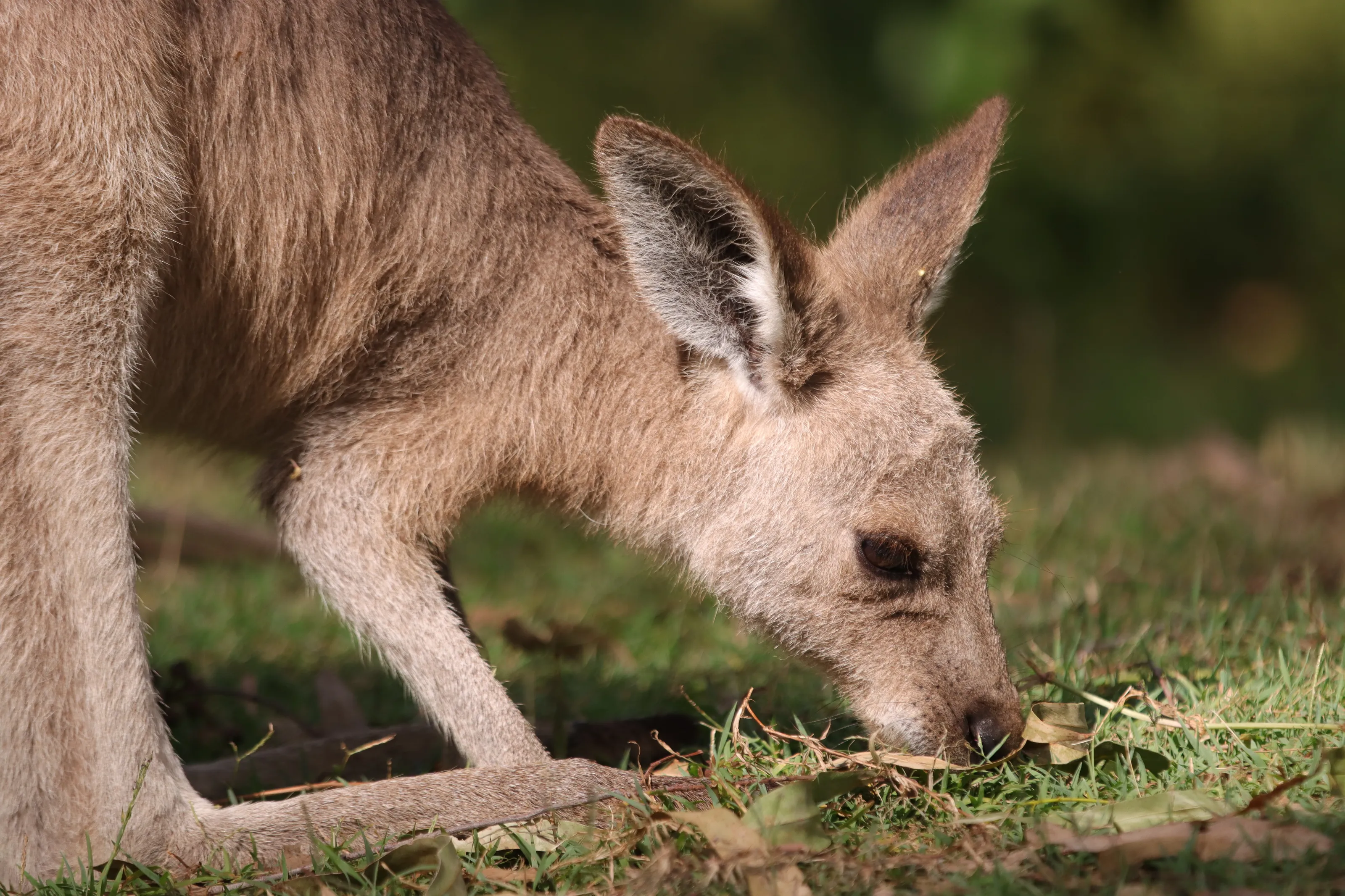 Kangaroo eating grass