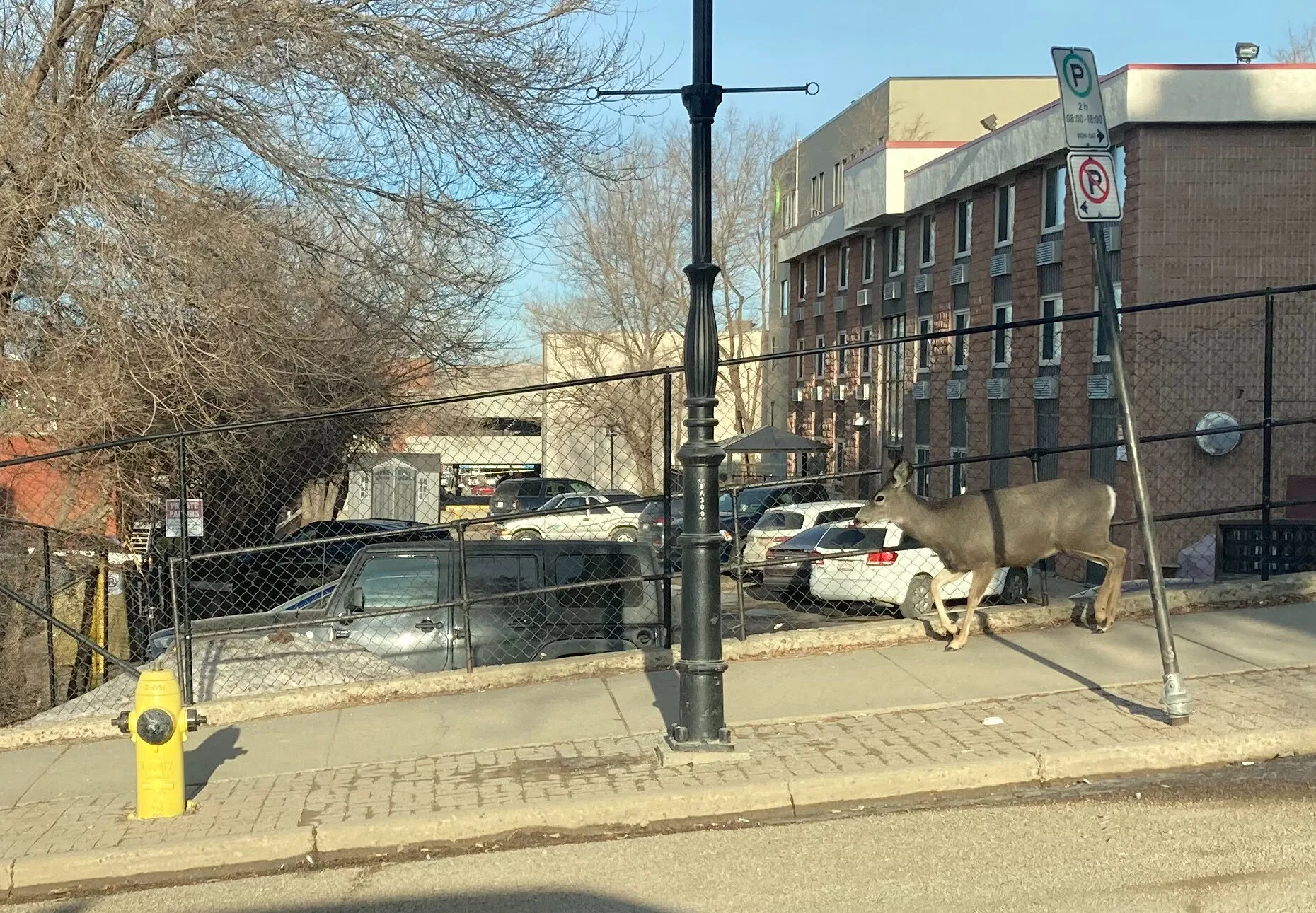 Wild Animals Roaming in Urban Areas