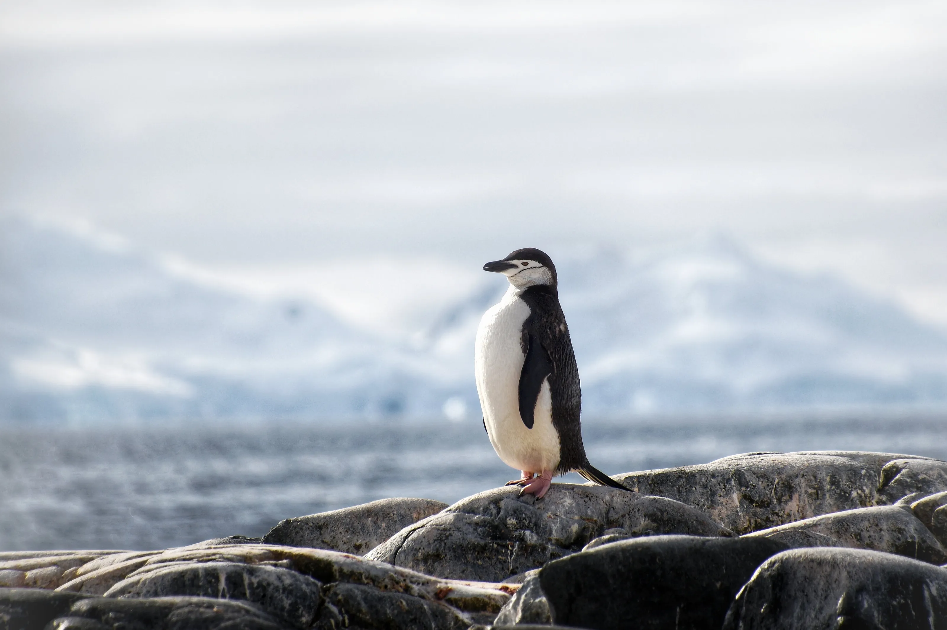 Polar Regions