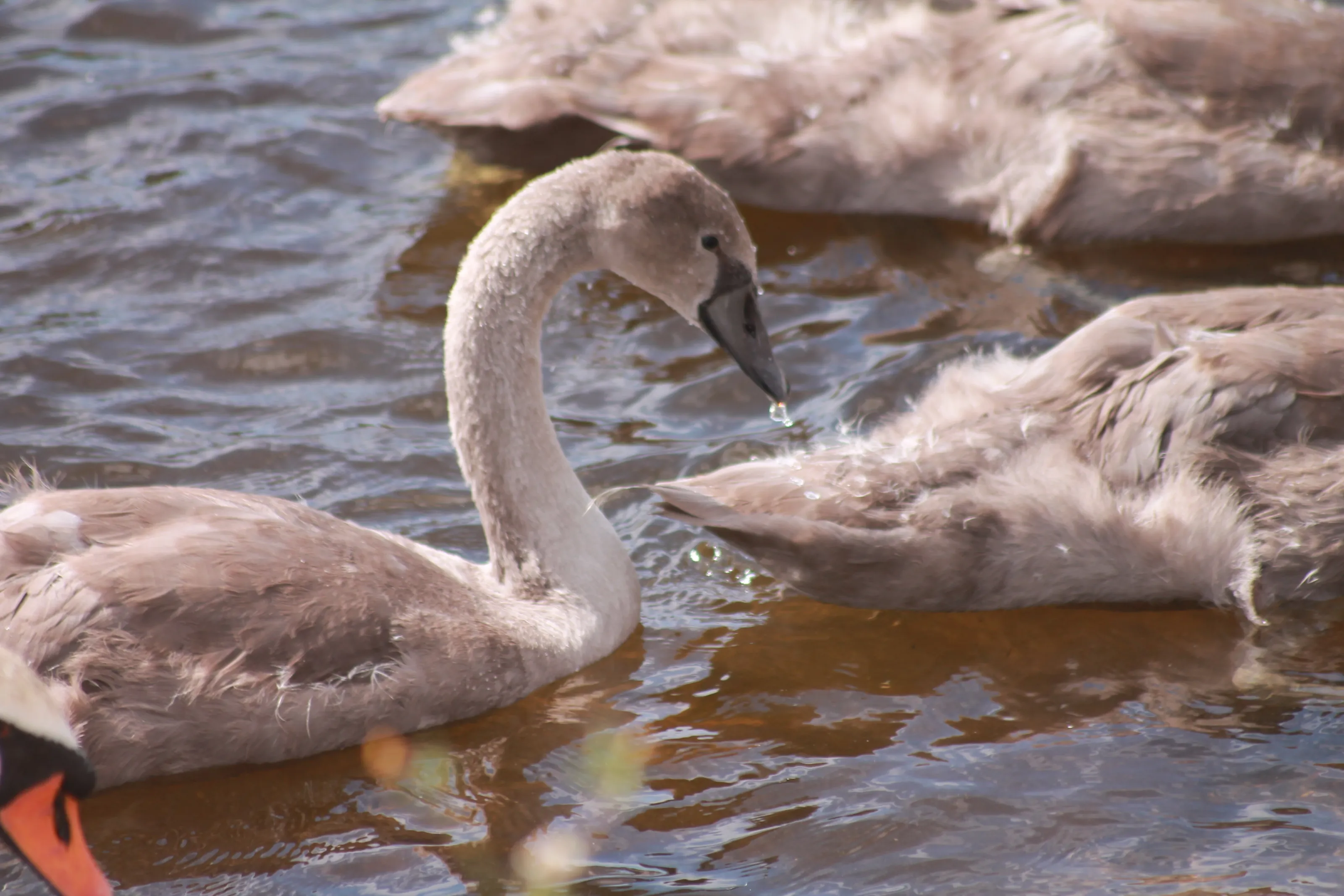 Baby Swan On Lake