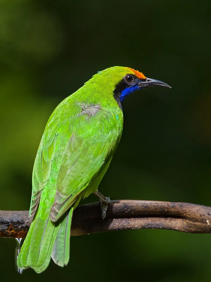 Golden Fronted Leafbird