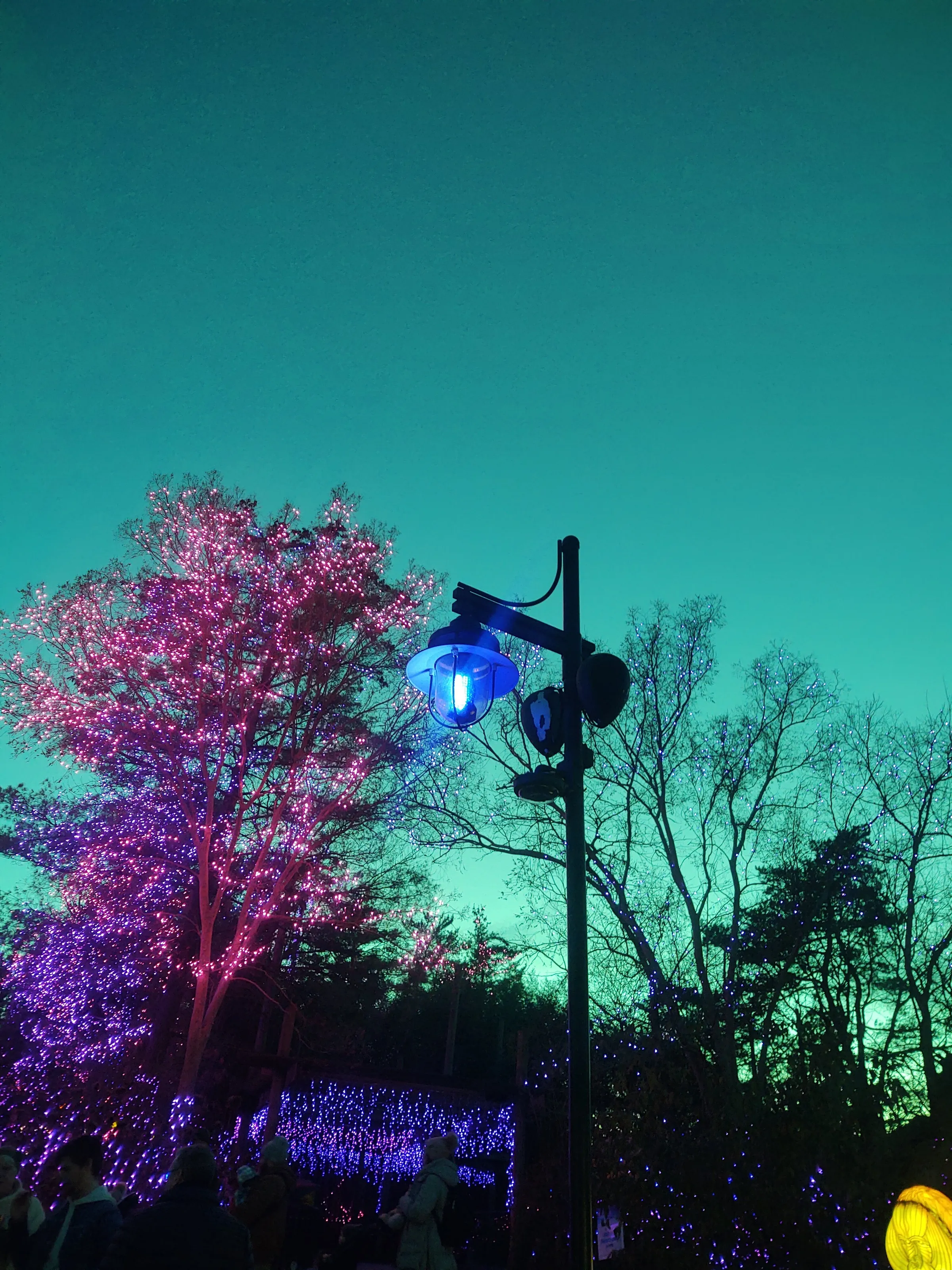 The Ambient Glow of Winter