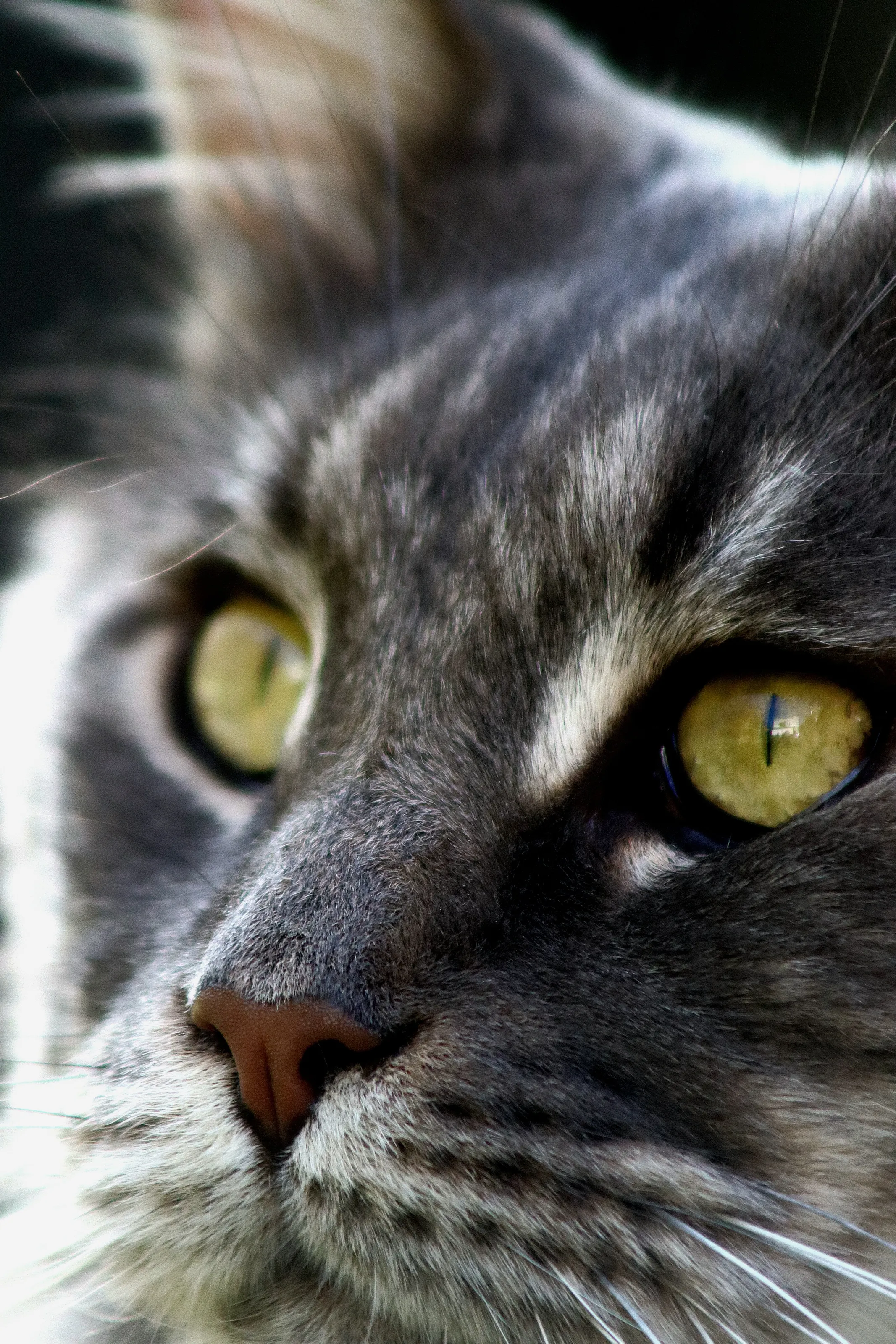 My cat