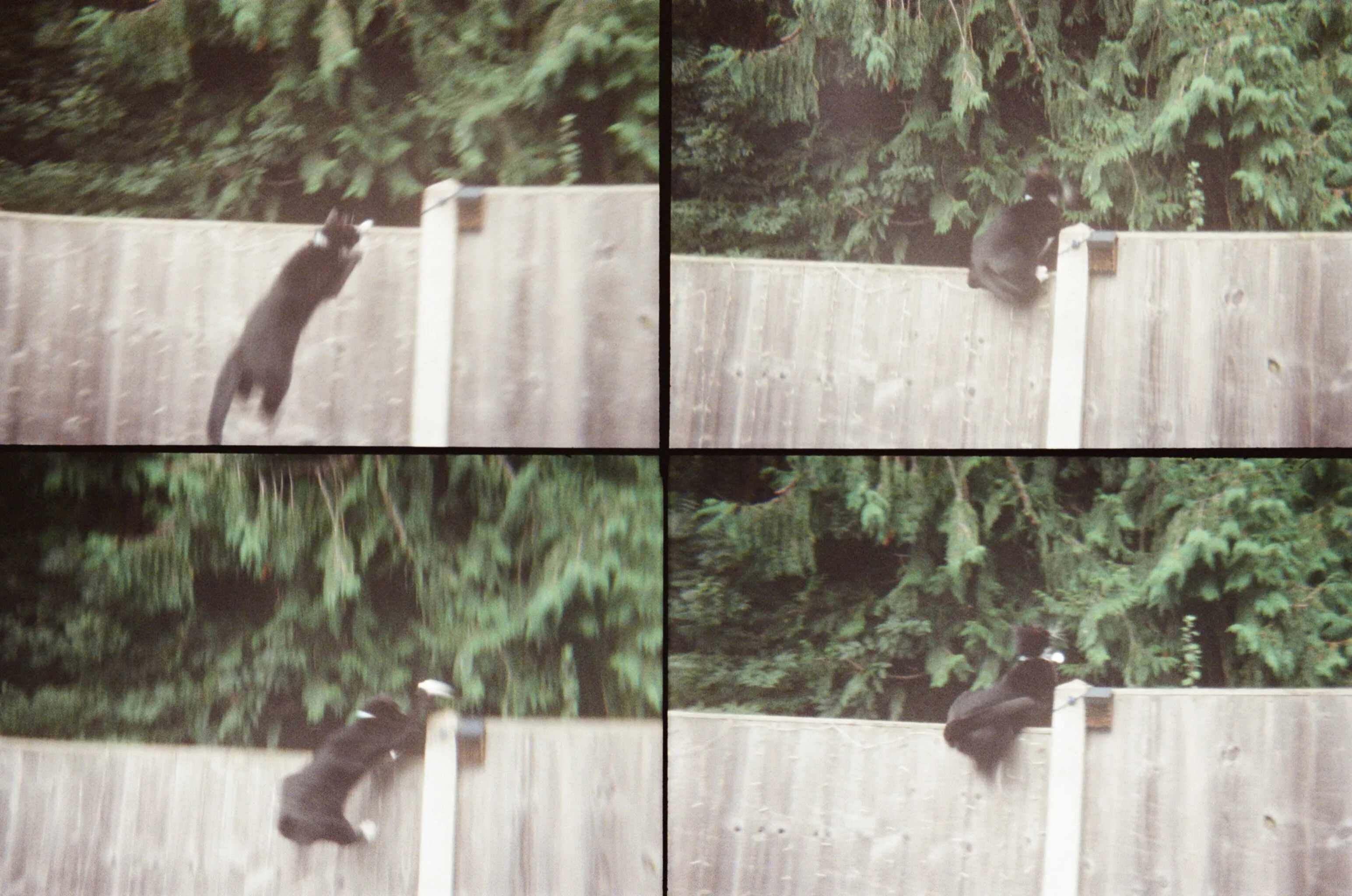 On the fence