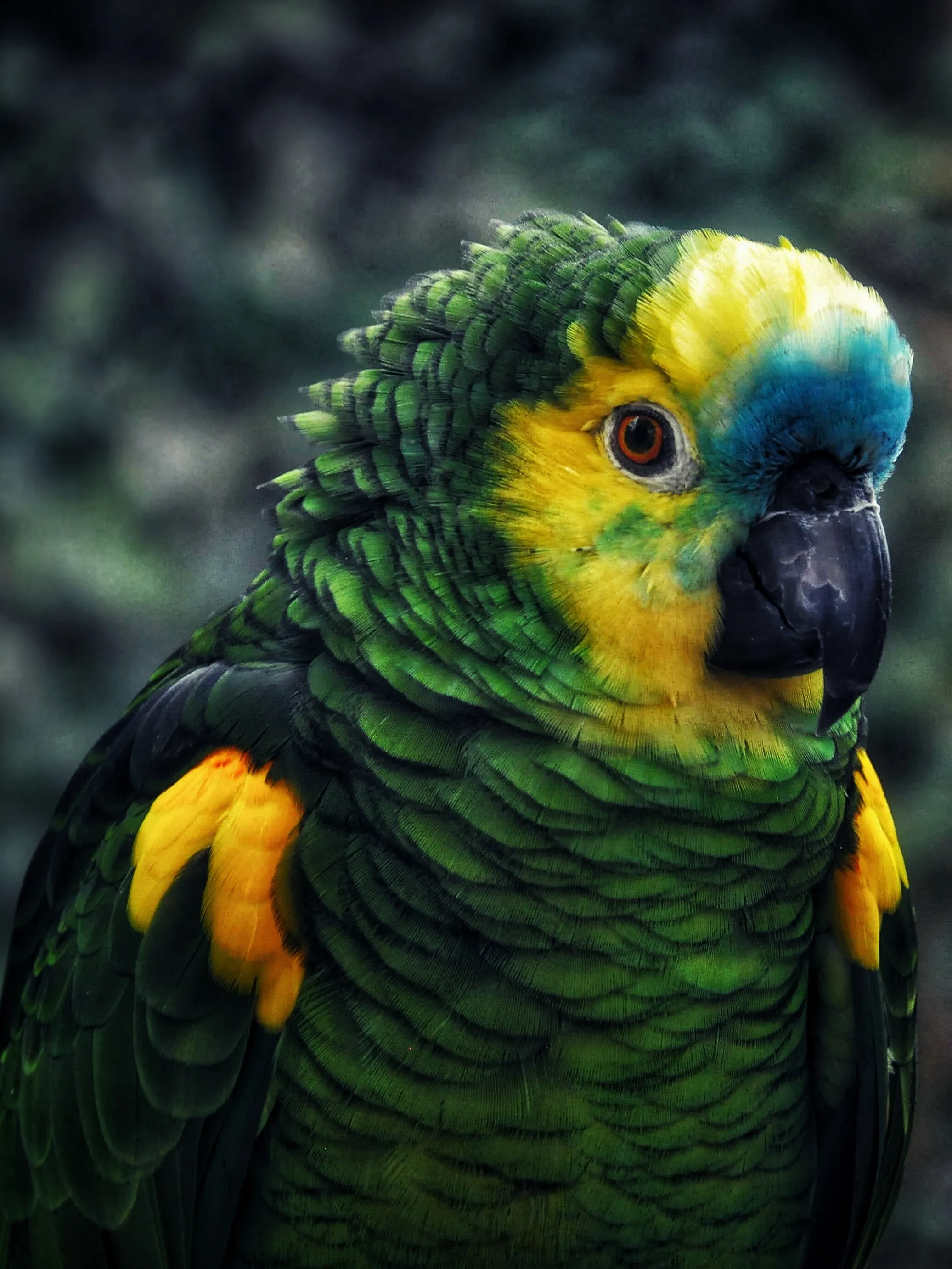 Sunset in a Bird