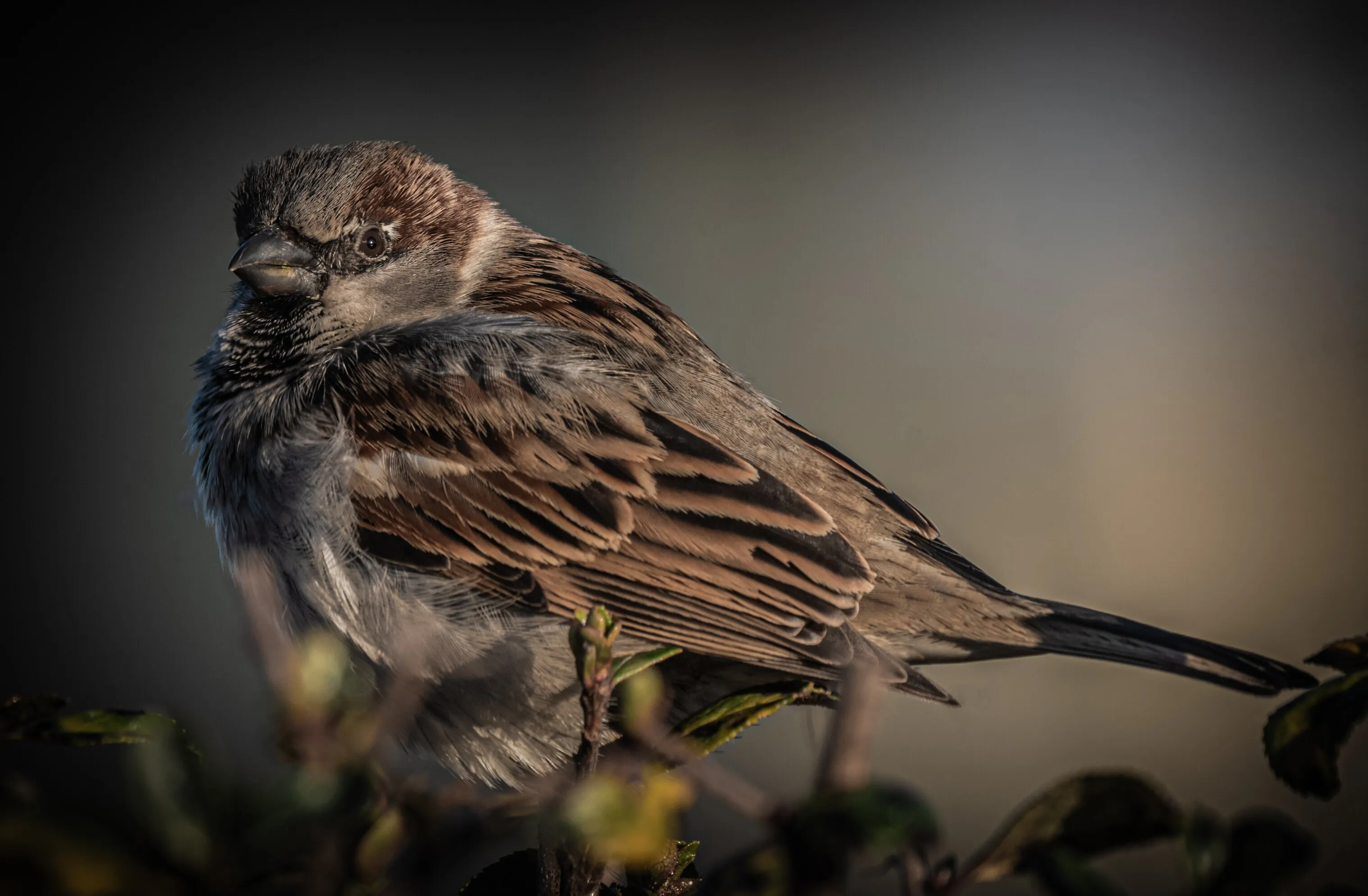 Photo of a tree sparrow