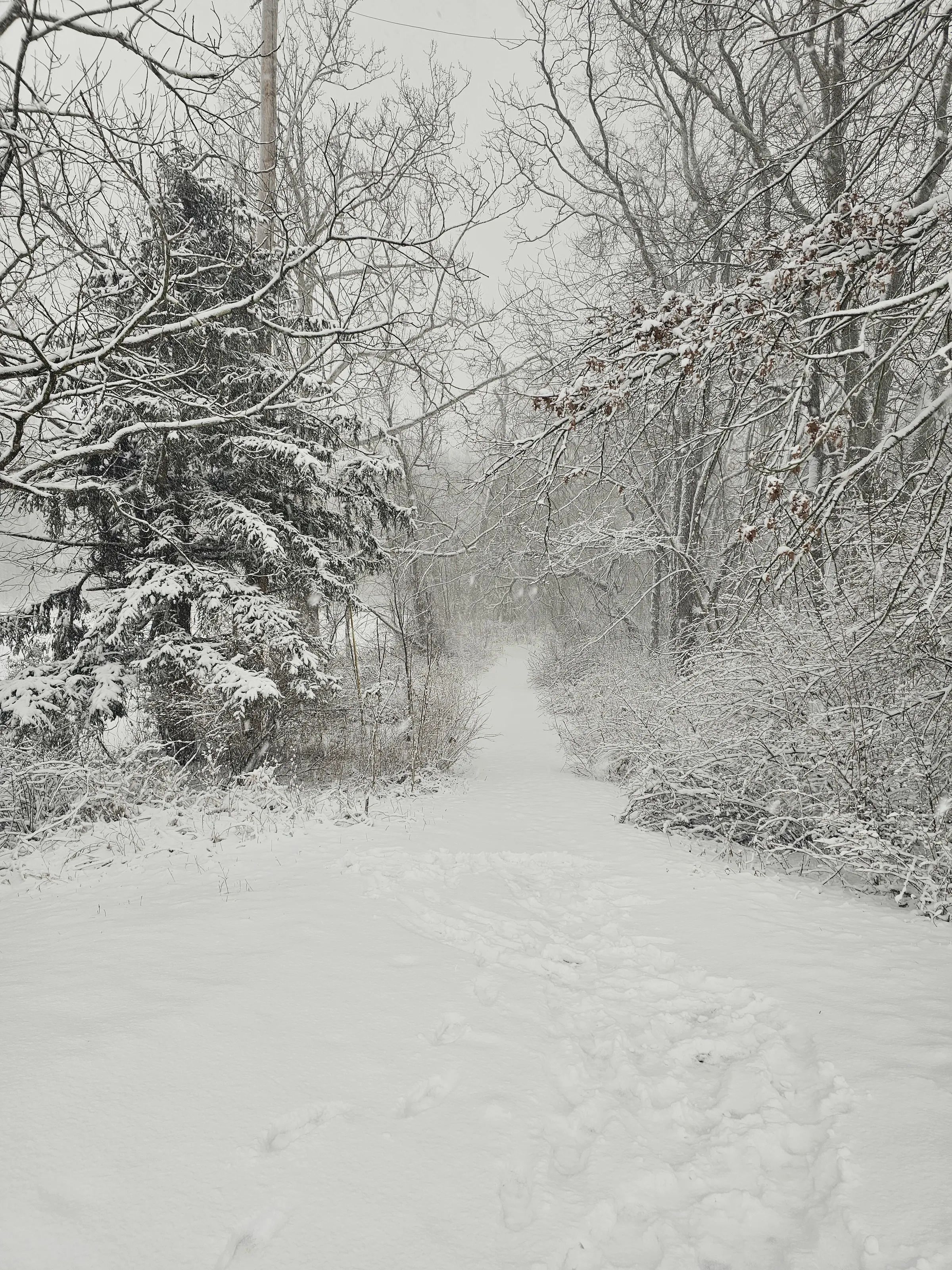 A snowy trail