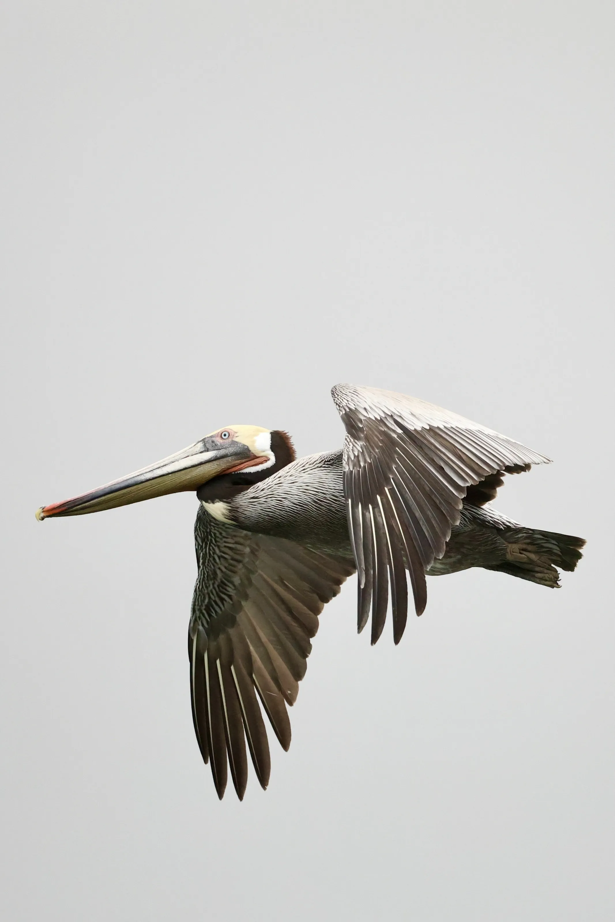 Pelican flight