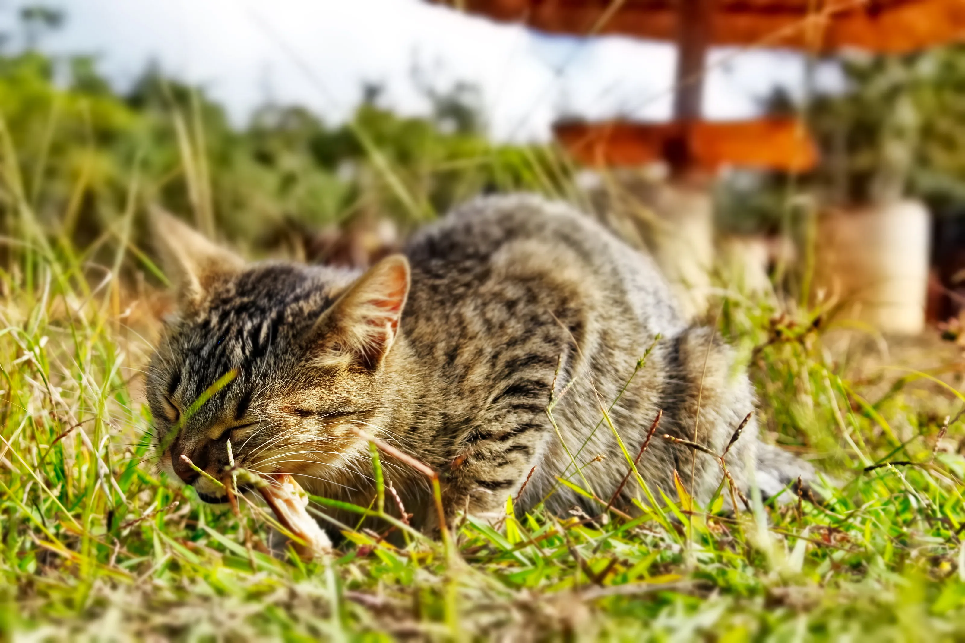 Cuban Cat