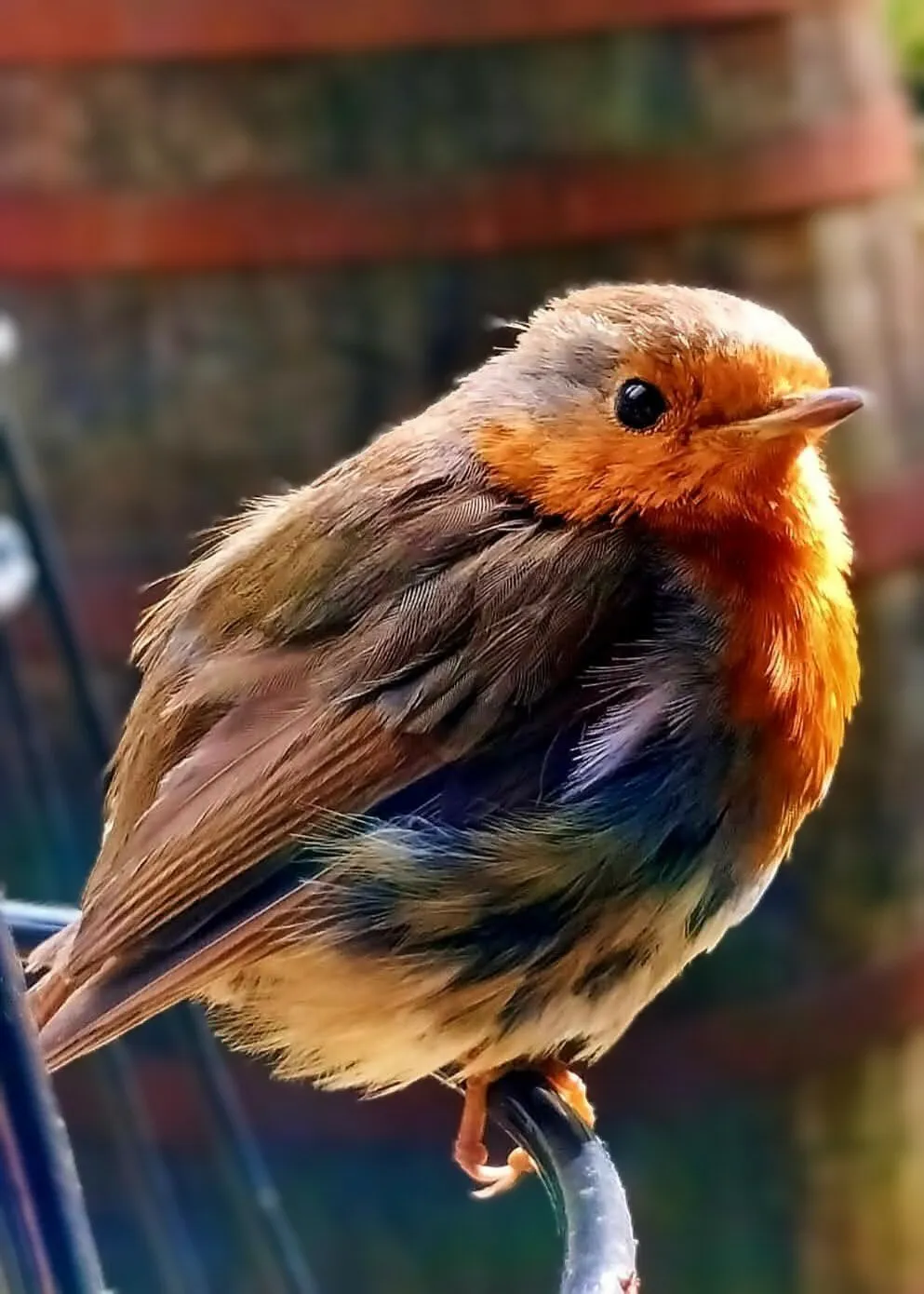 Robin