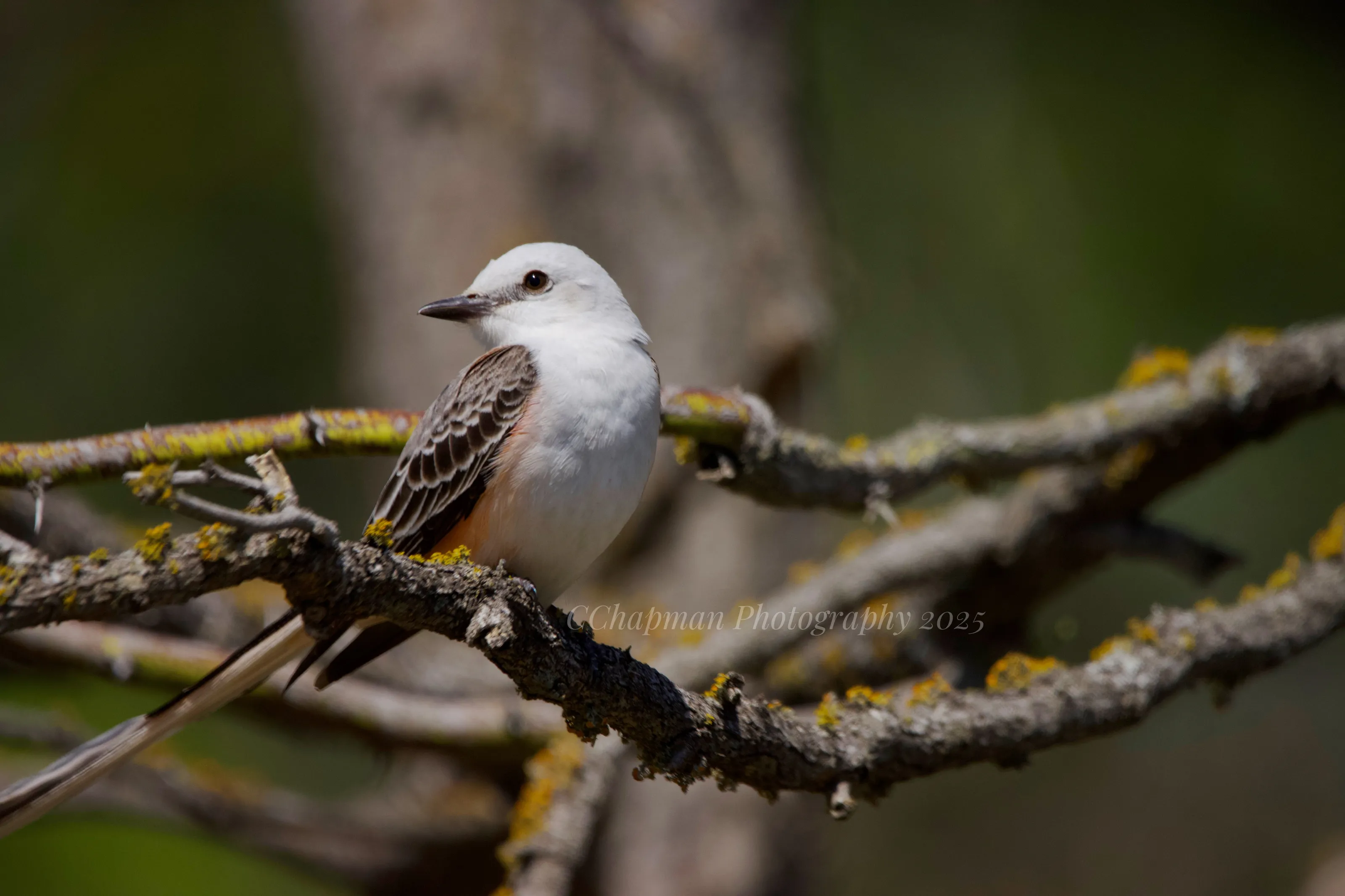 Scissor-tailed flycatcher