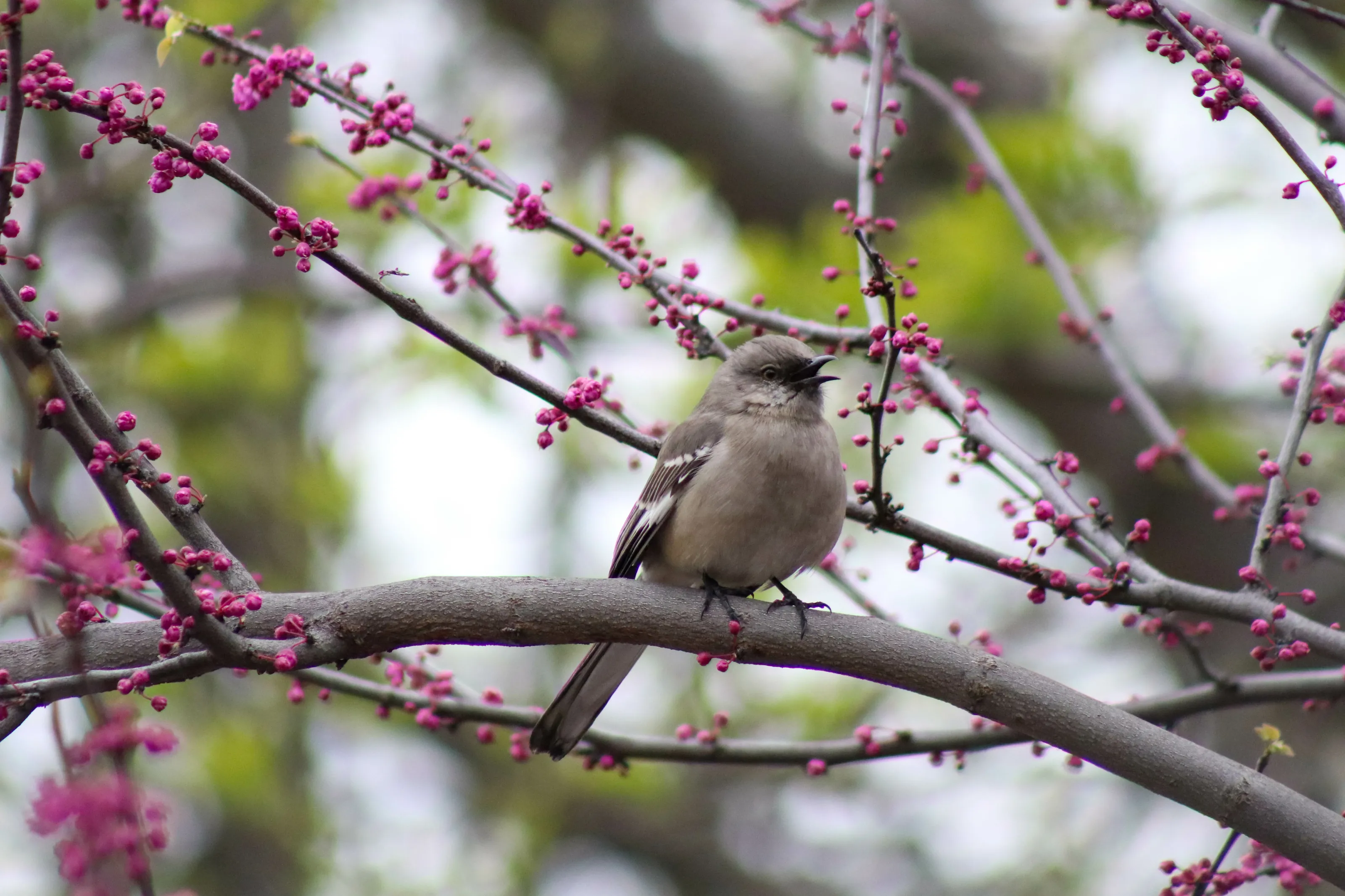 Bird&Tree