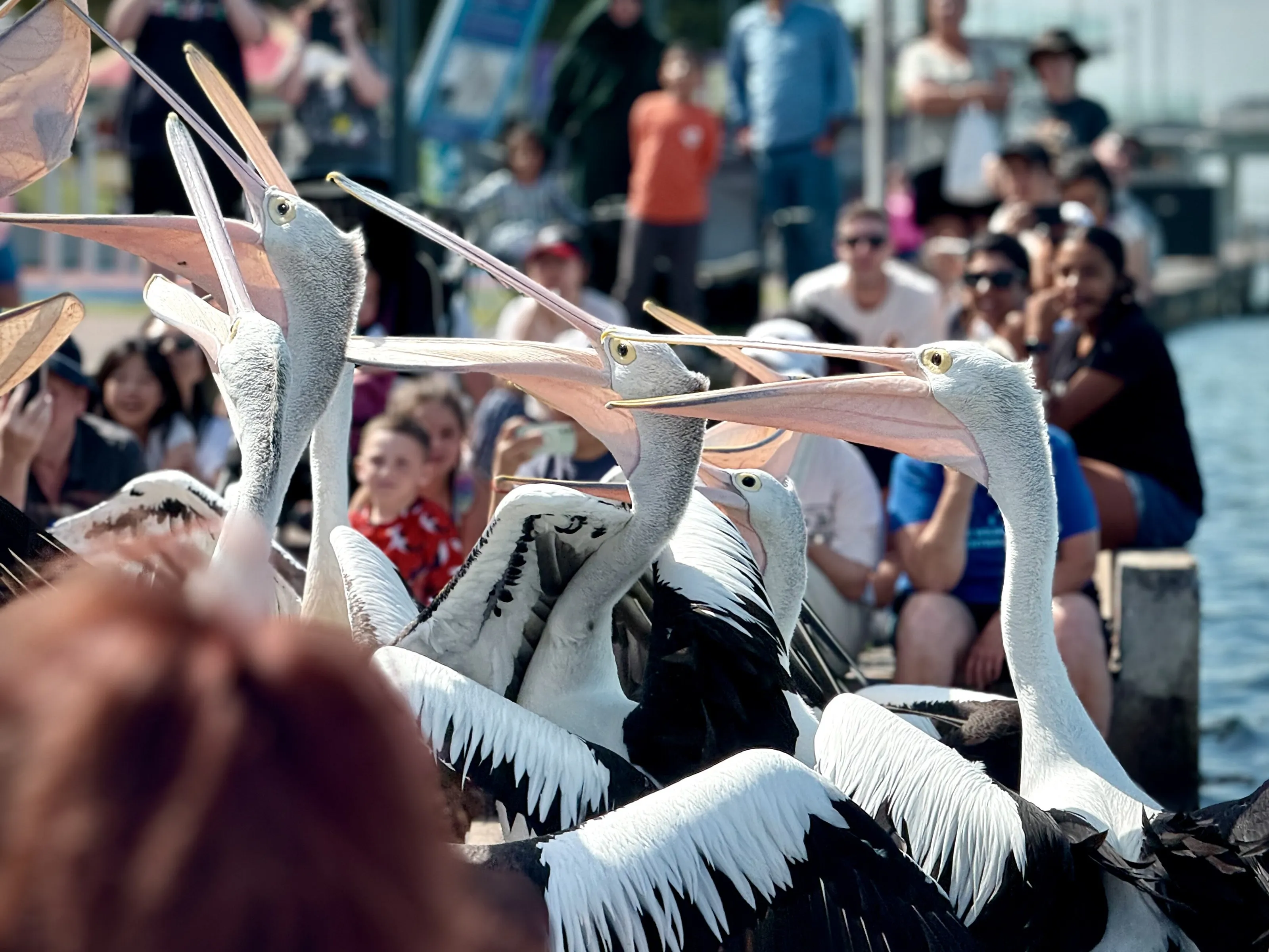 Pelicans