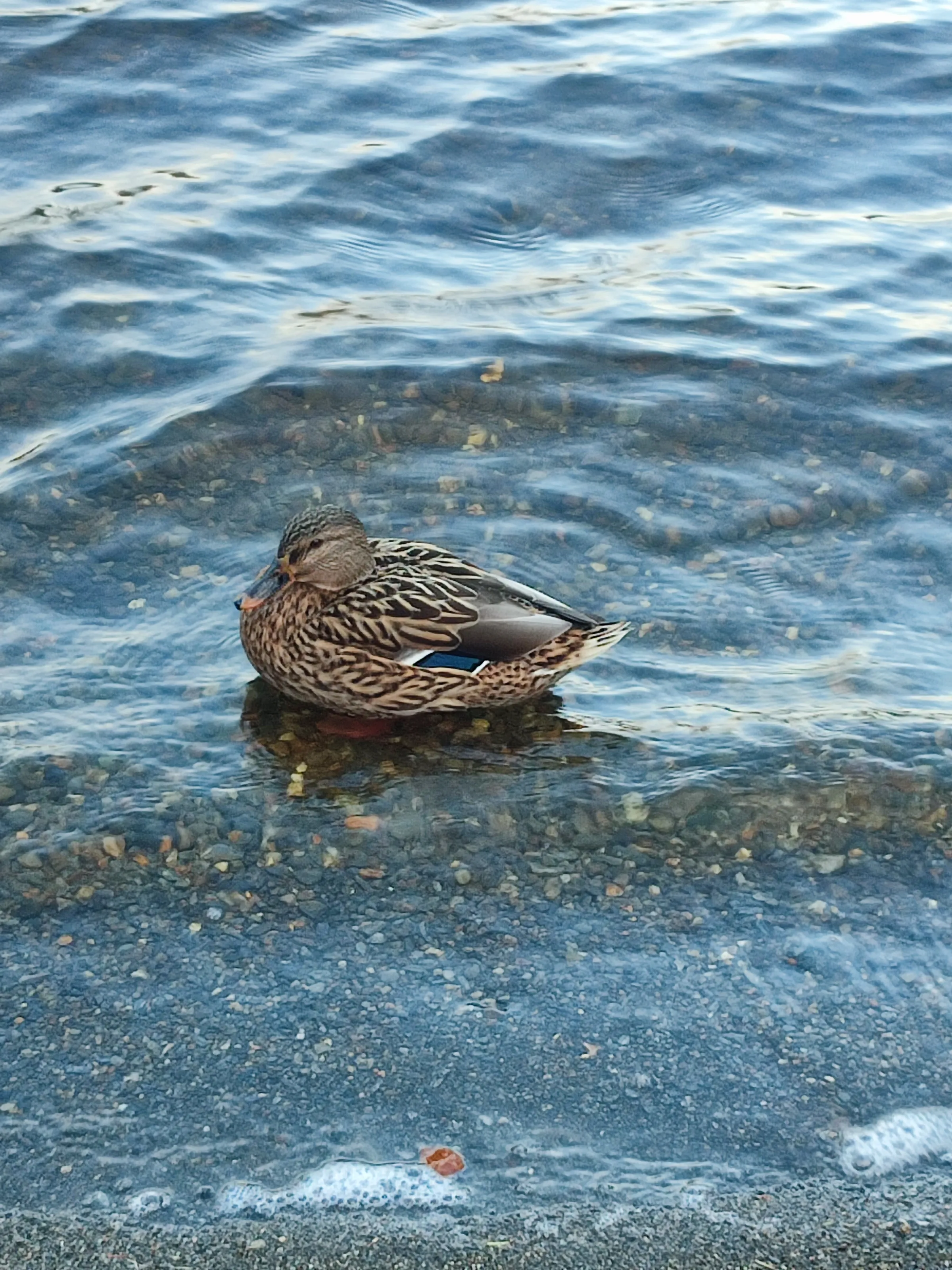 Ducks and Ducklings