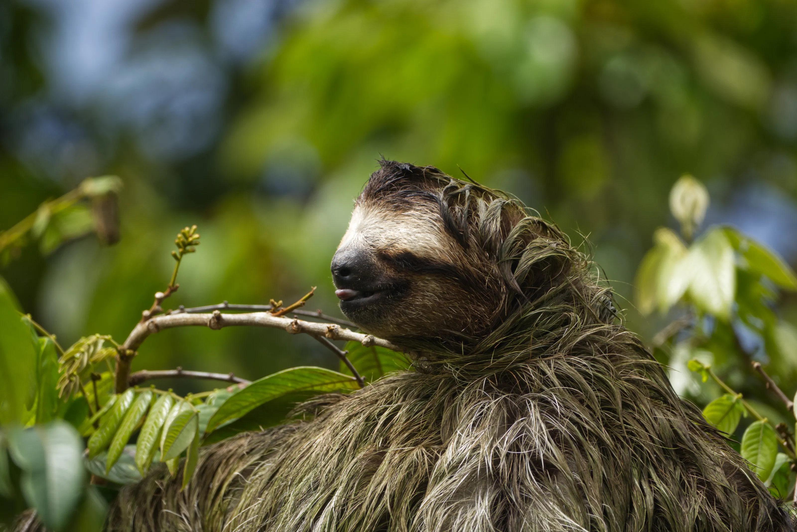 Cheeky Sloth