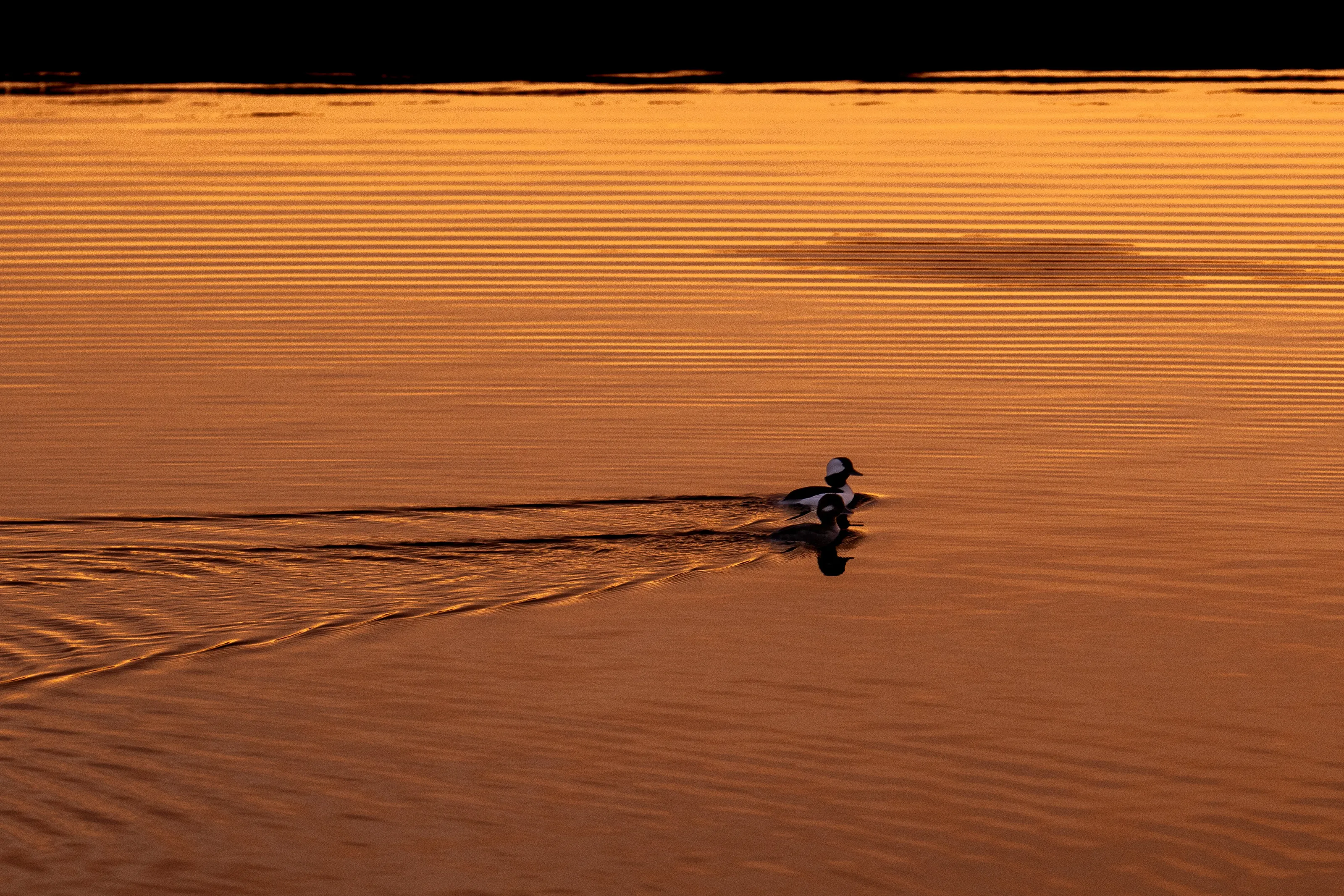 Bay of Quinte Bufflehead sunrise