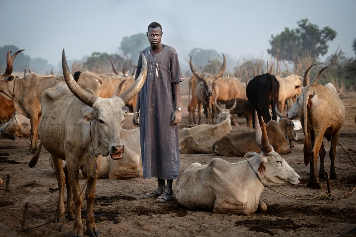 South Sudan Cattle Header