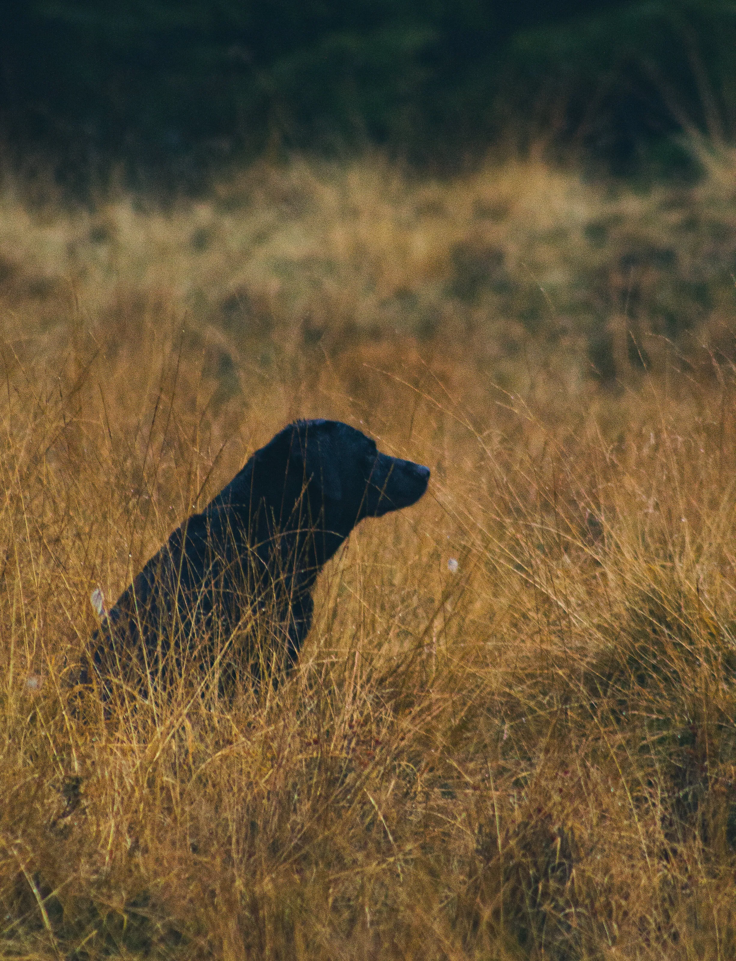 Waiting for the hunt