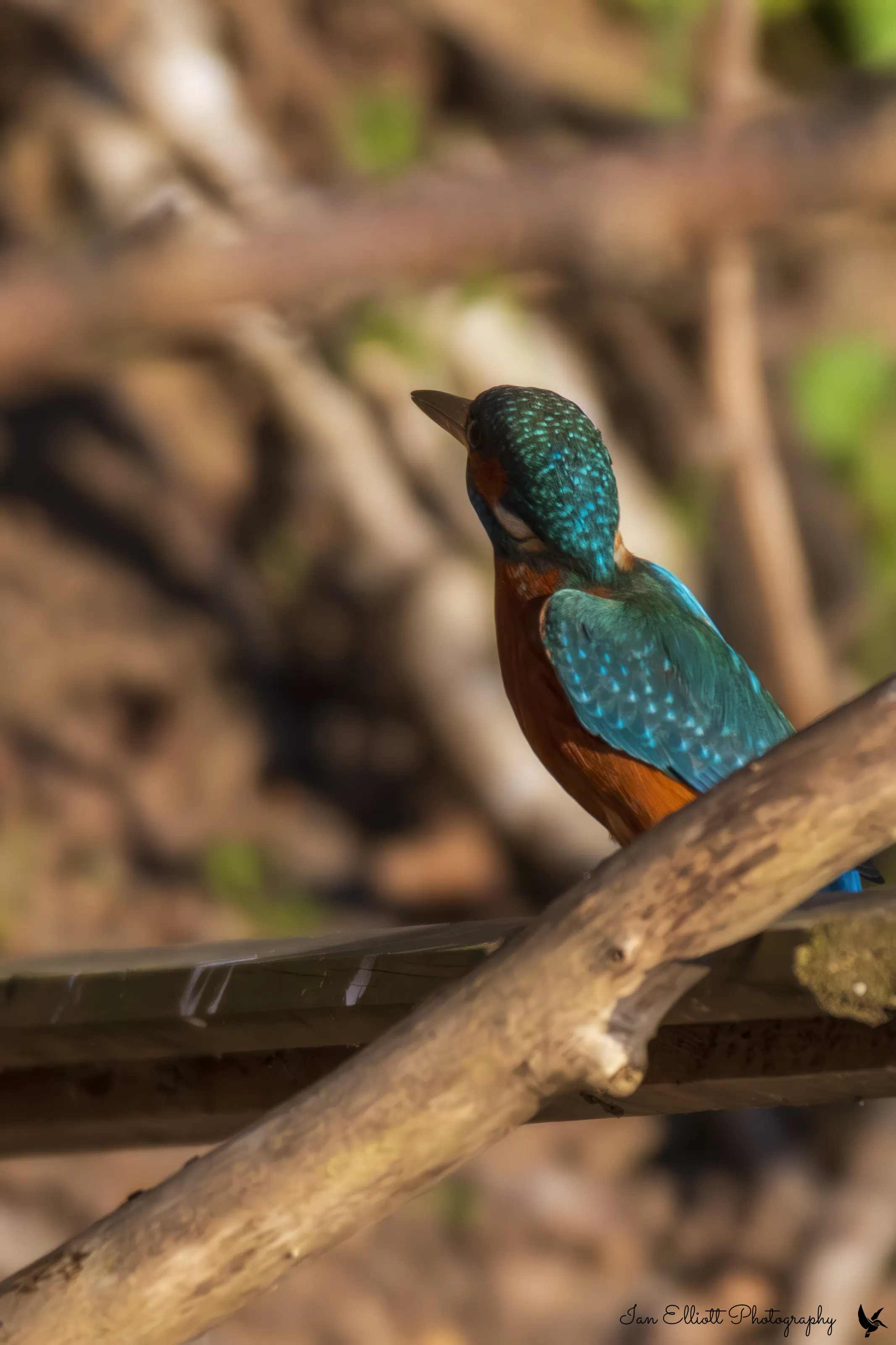 KINGFISHER