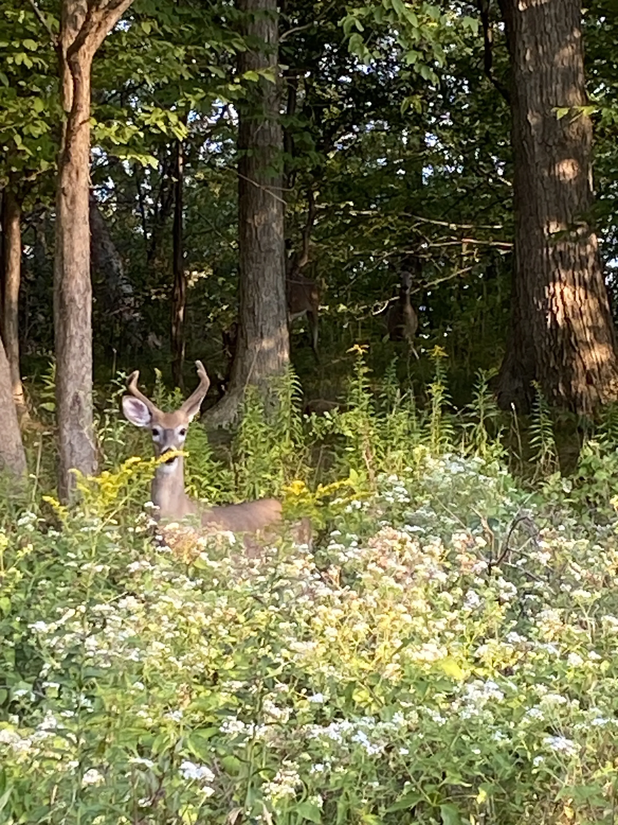 Spring Buck