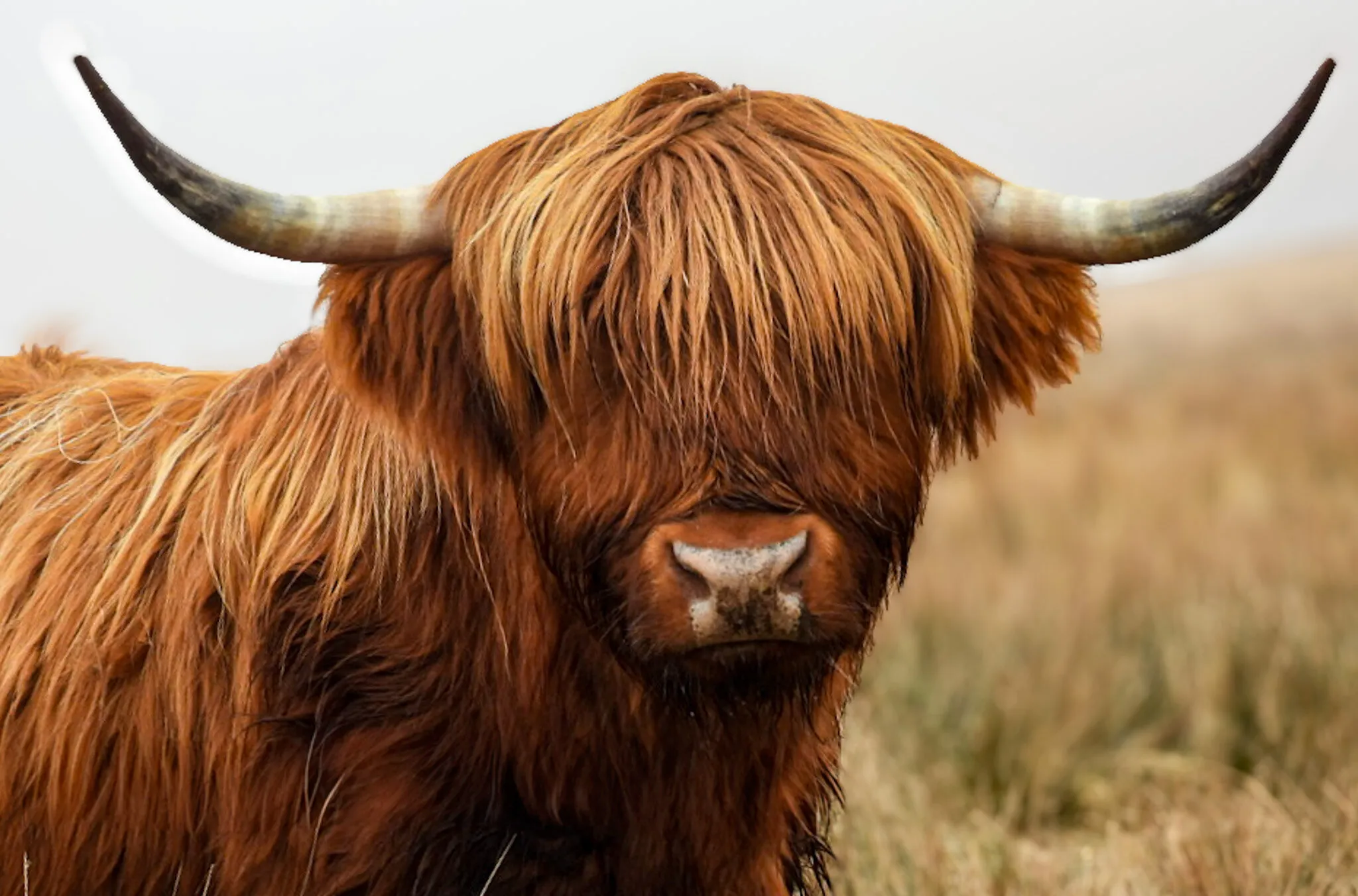 highlands of Elan