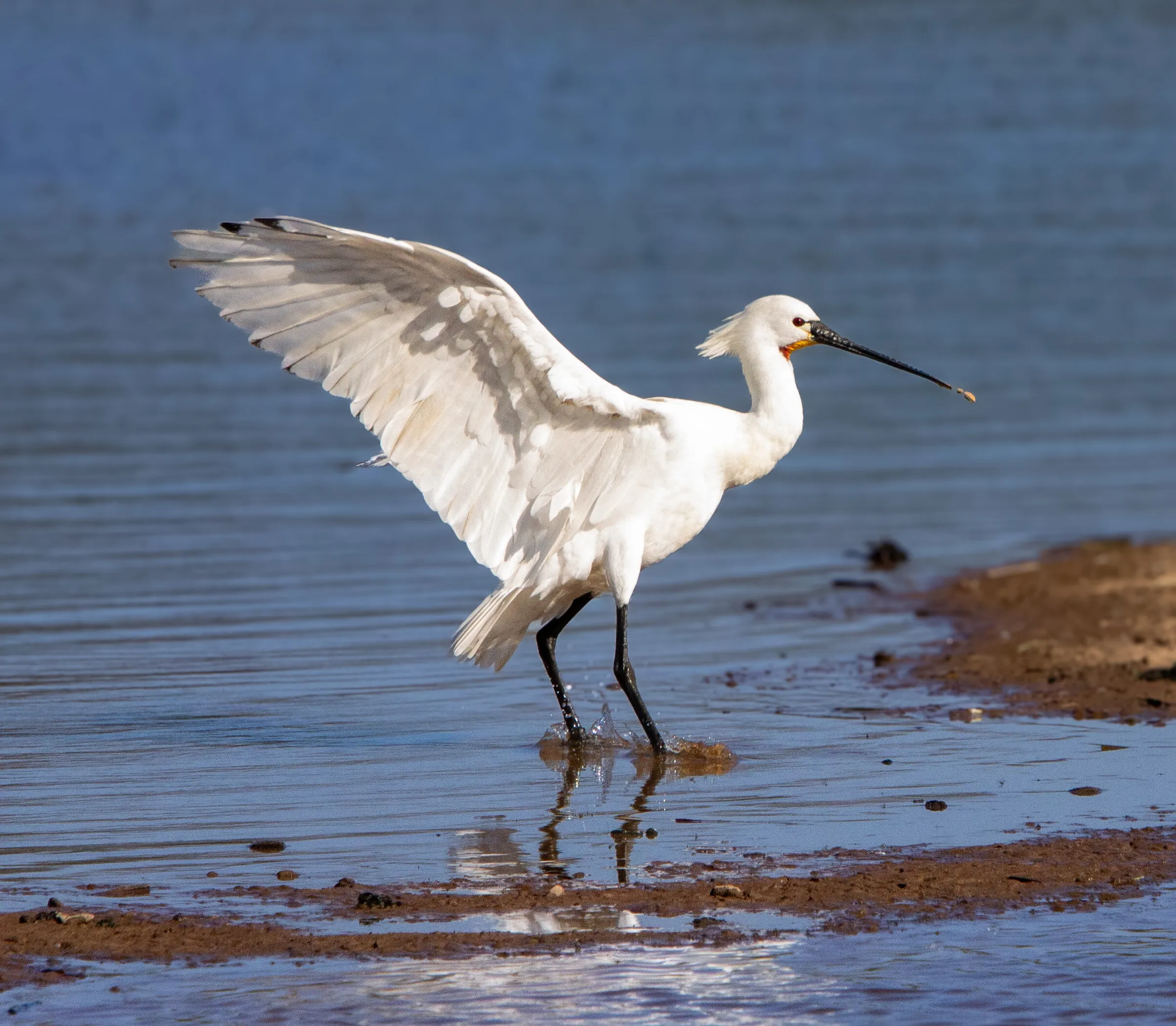 Spoonbill