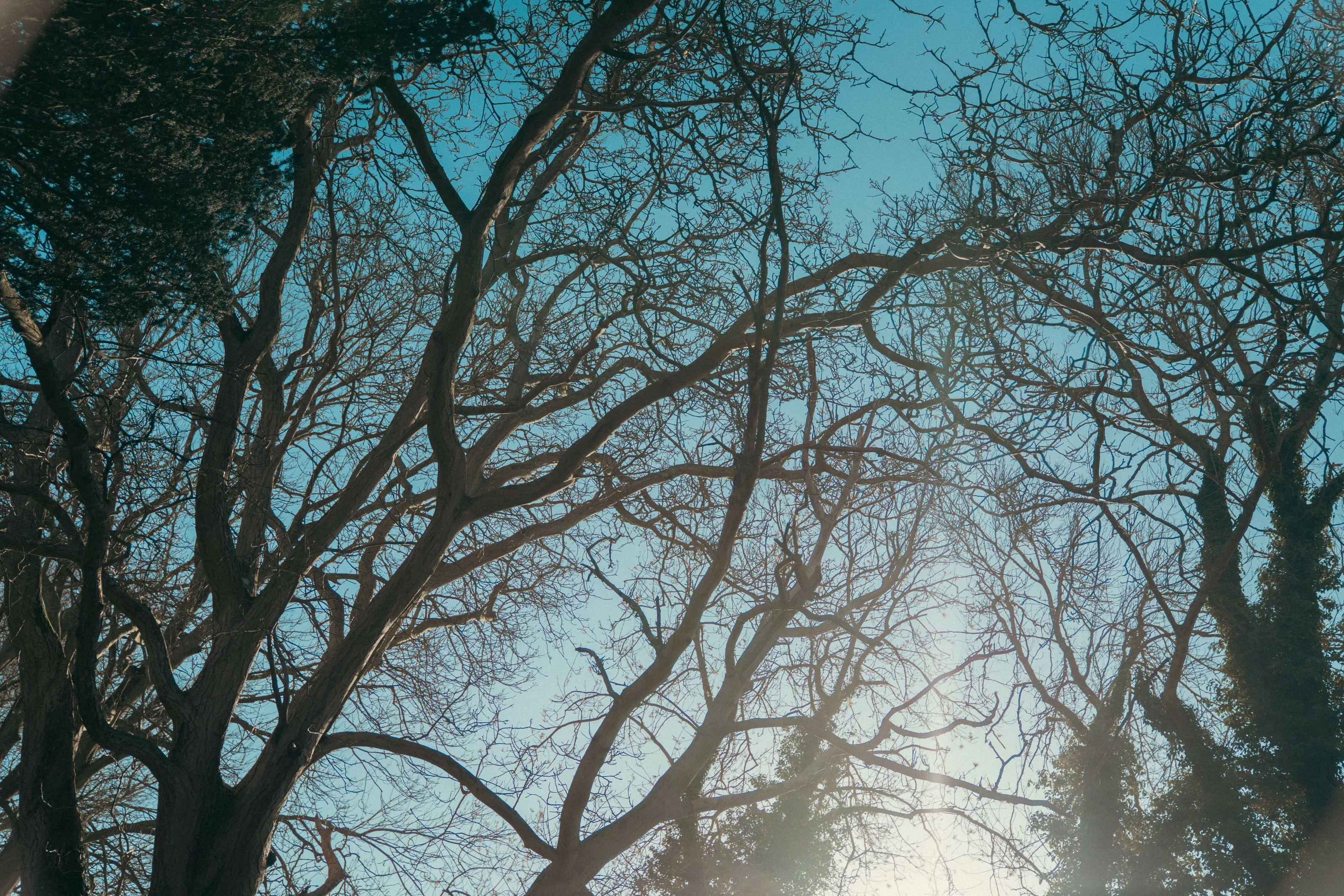 If These Trees Could Talk
