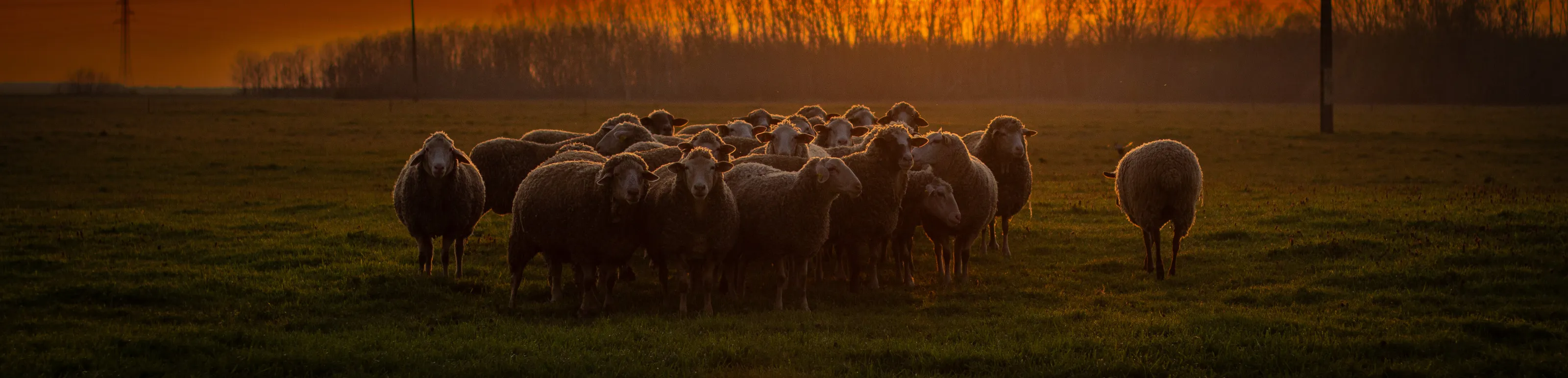 Sunset Sheep