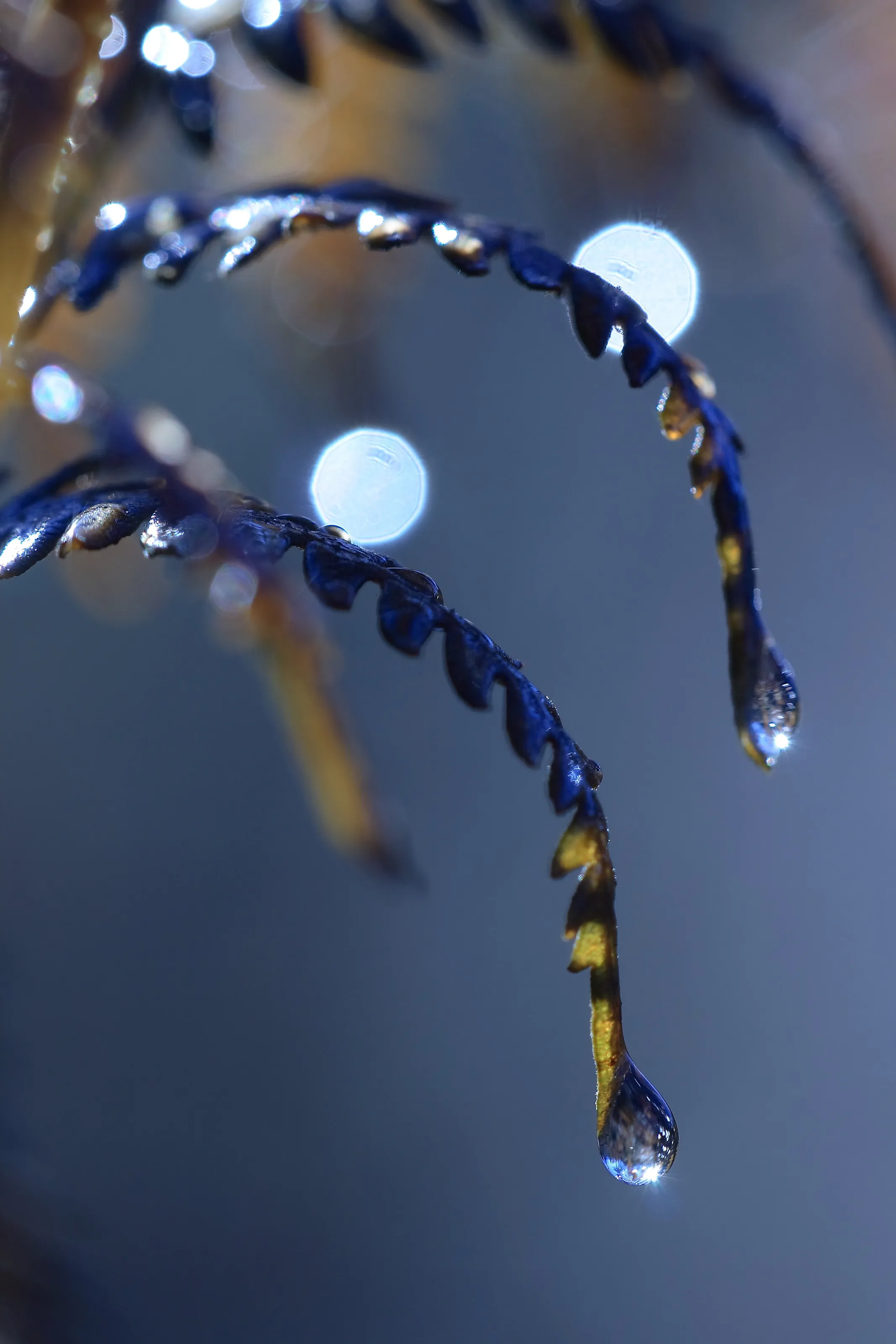 bead water