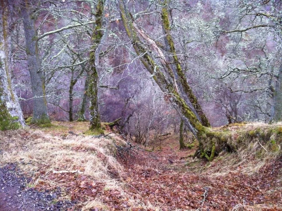 Entry 1197394