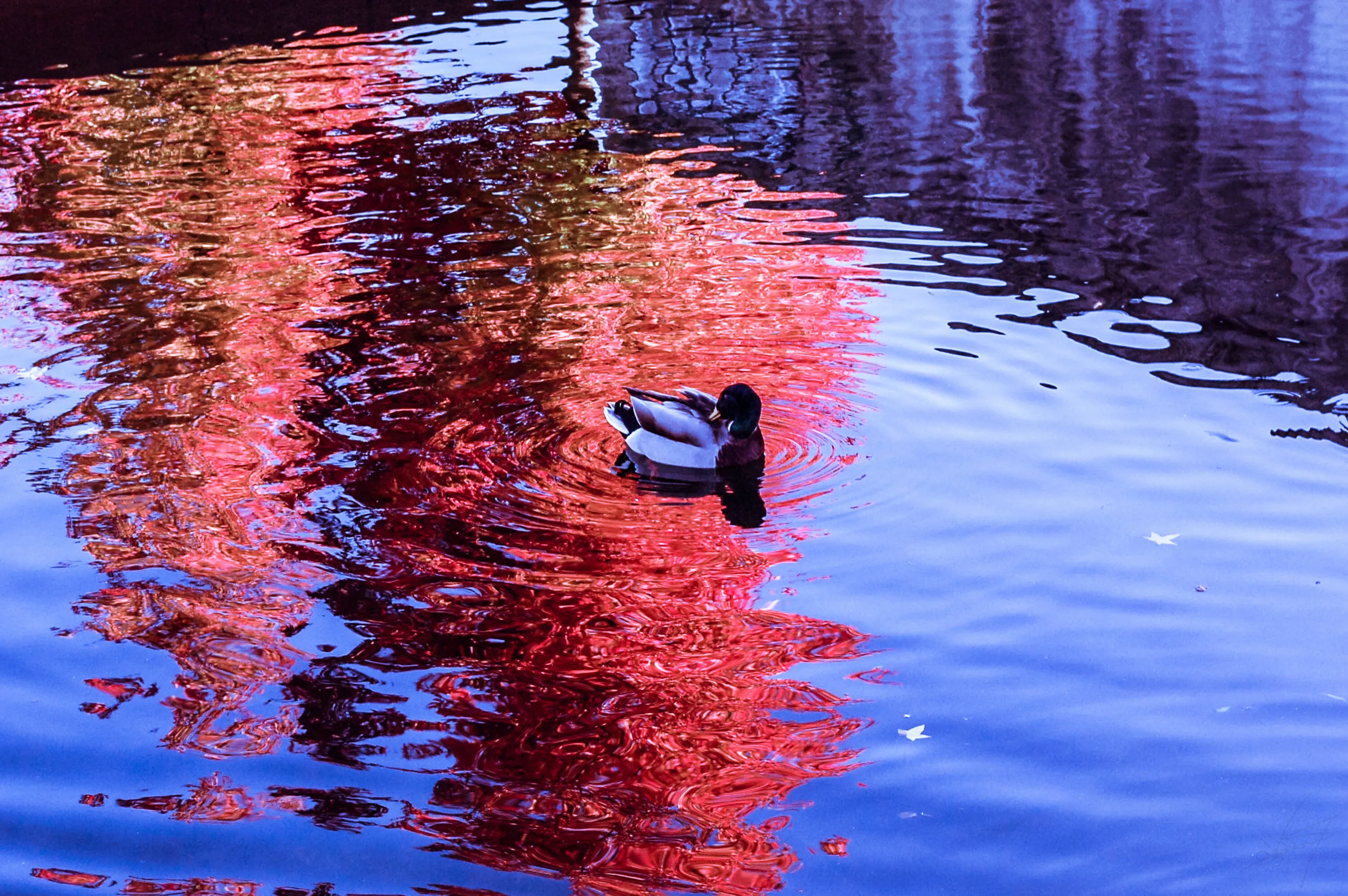Reflection