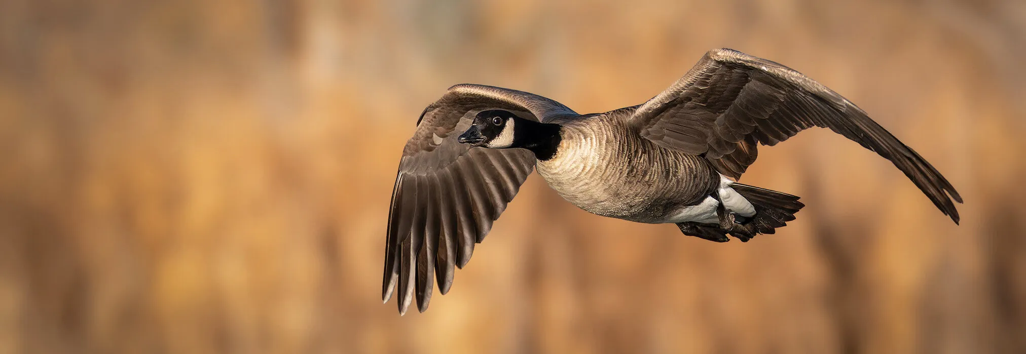 Cackling Goose in Fligh