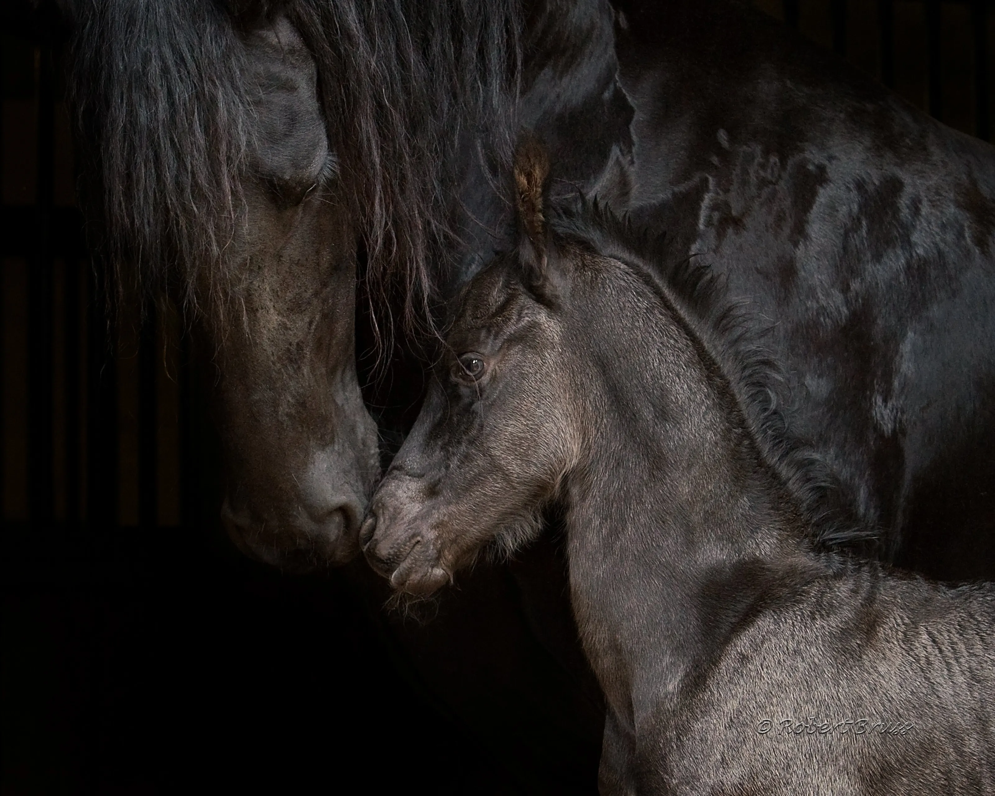 Bond Between Mare and Foal