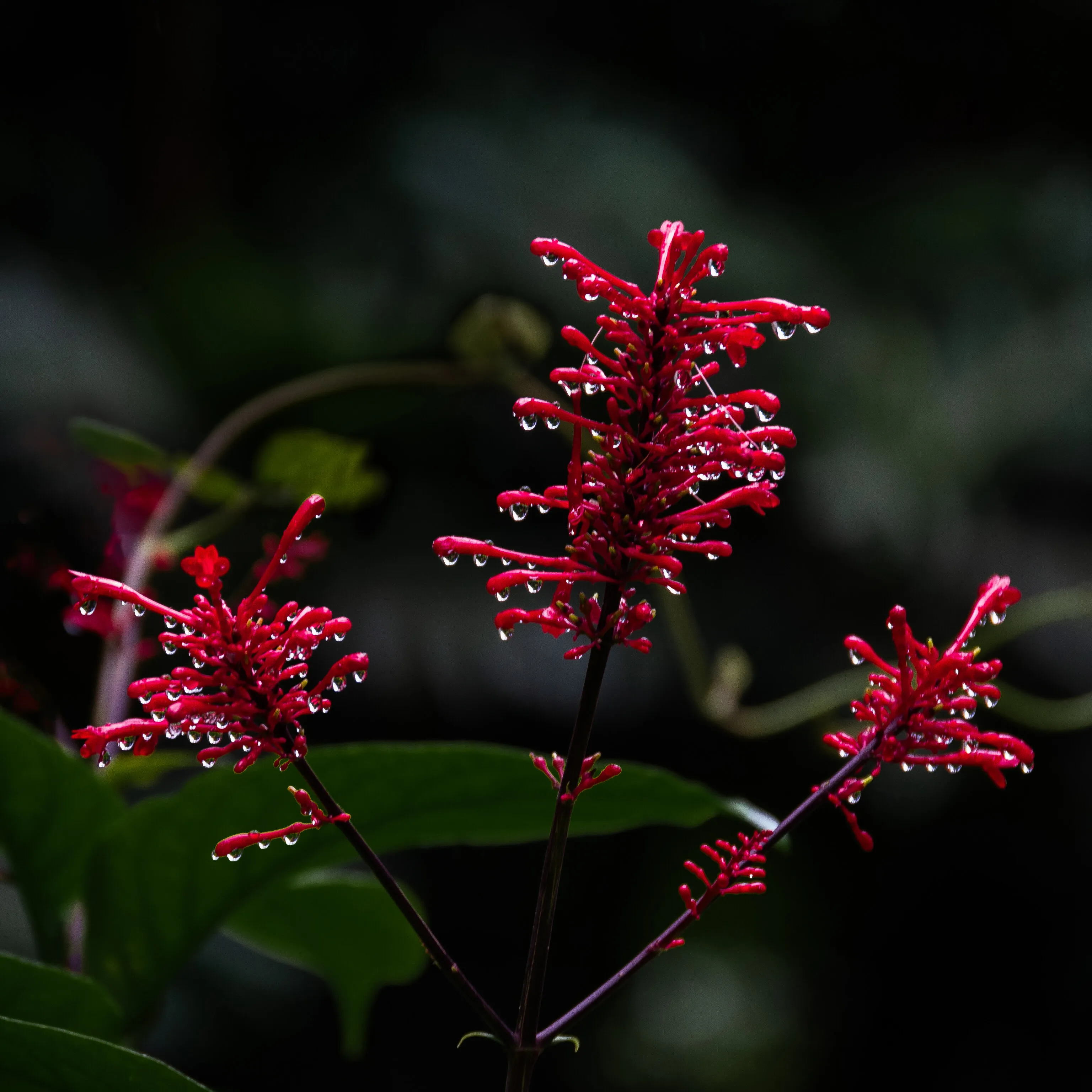 Branching Red